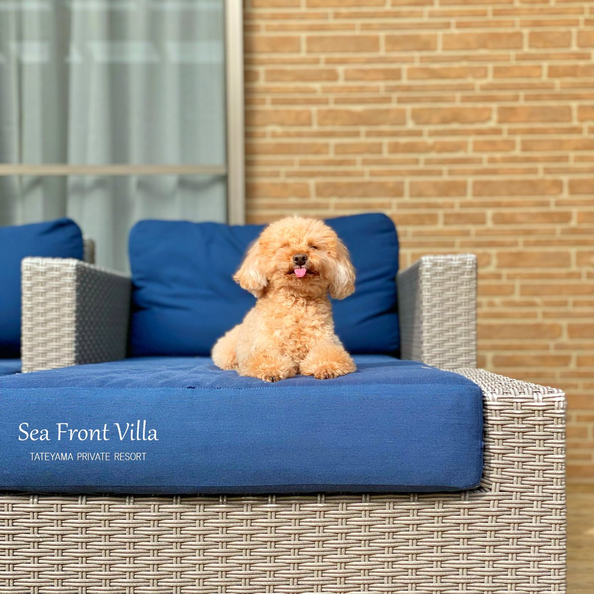 Sea_Front_Villa's tweet photo. 暖かい日はウッドデッキで日向ぼっこ☀️
🐶「あたか〜い」「眠〜い」みたいなこと思ってそうですね。
#seafrontvilla #館山貸別荘 #犬のいる暮らし https://t.co/RAljrjOyAa
