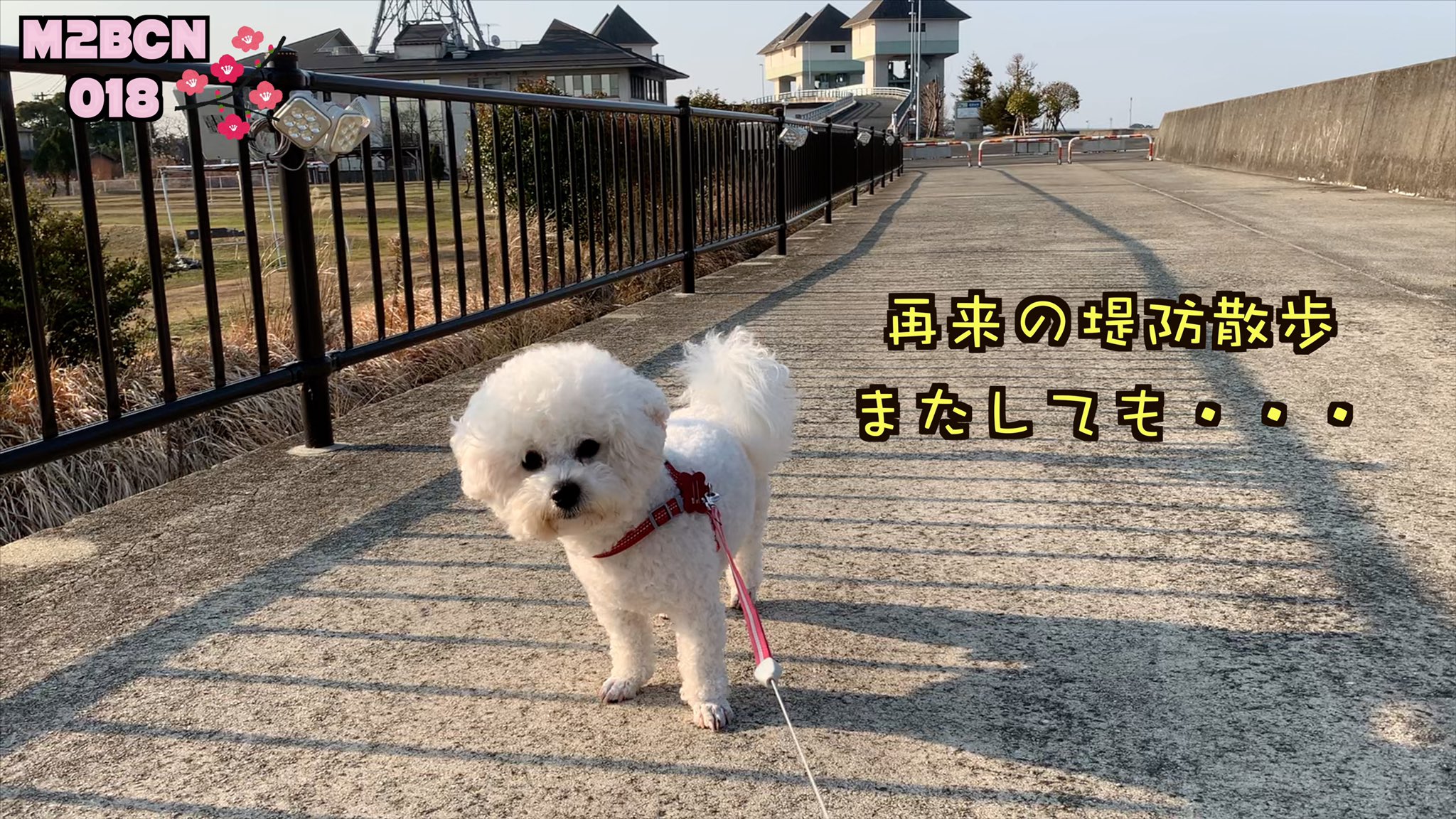 ビションフリーゼ ぼたまる N69ttljbh8kmyim Twitter