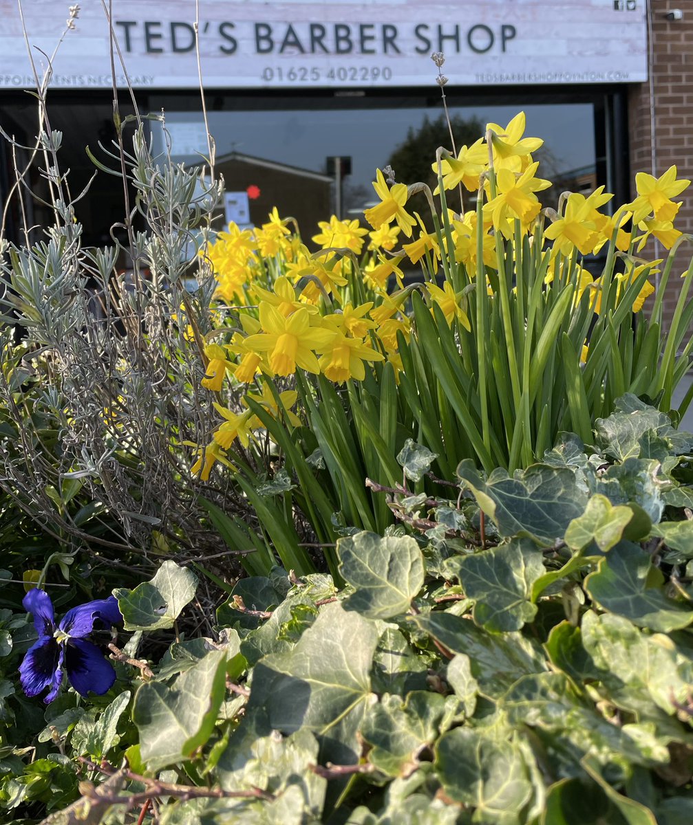 Teds barber shop tweet media