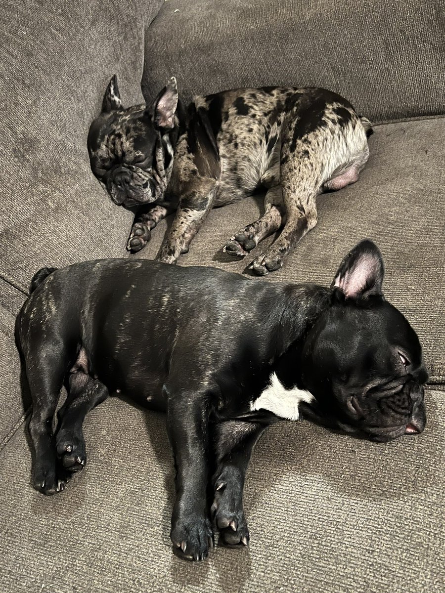 HalftimeMerle's tweet image. Me and my sis Chloe sleep 🐾we love naps 😌 #frenchbulldog #puppy