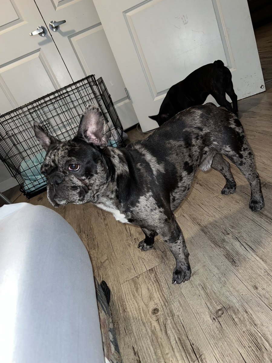 HalftimeMerle's tweet image. I just wanna lay with y’all 😩😏 #frenchbulldog #Frenchie