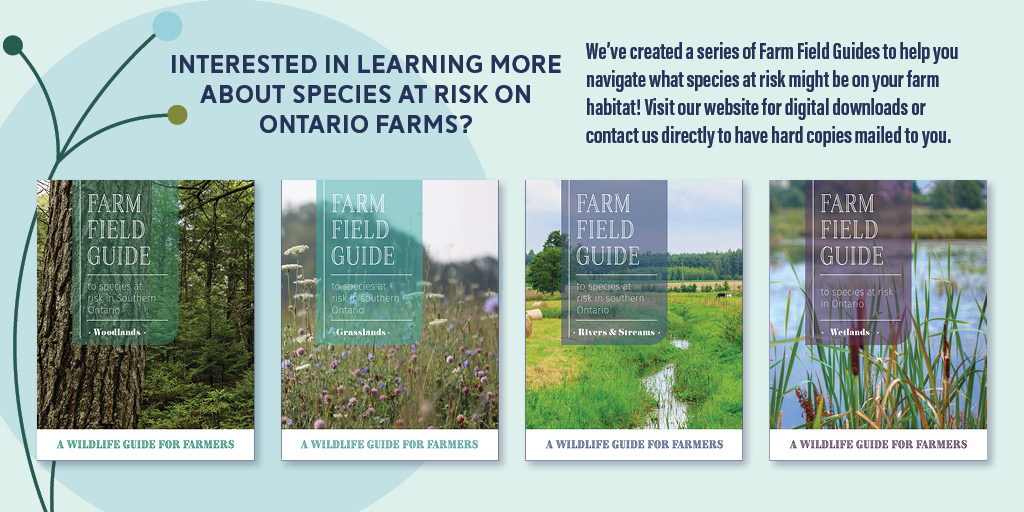 OntarioSoilCrop's tweet photo. Did you know we have 4 Farm Field Guides that illustrate #SpeciesAtRisk across different habitat types on the farm? Get a digital copy at https://t.co/IwsjO1rKl6 or contact us to order a hard copy - oscia@ontariosoilcrop.org. #SARFIP #SARPAL https://t.co/9ZbRNuTHu0