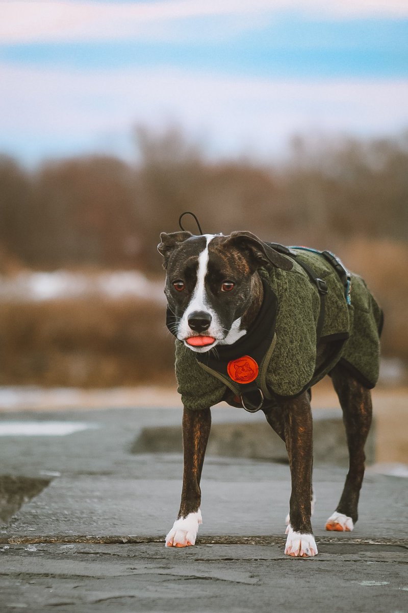 hello tweeter  🐦

#twitterdogcommunity #twitterdogs #dogsoftwitter