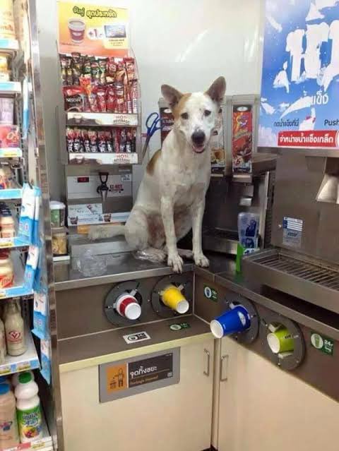 <a href="/slchldthurs/">ness(ติดSOJ / เพื่อนๆ รบกวนอ่านพิน)</a> เป็นหมาก้ต้องกินต้องใช้นะ จะมาให้ทำงานฟรีไม่ด้าย