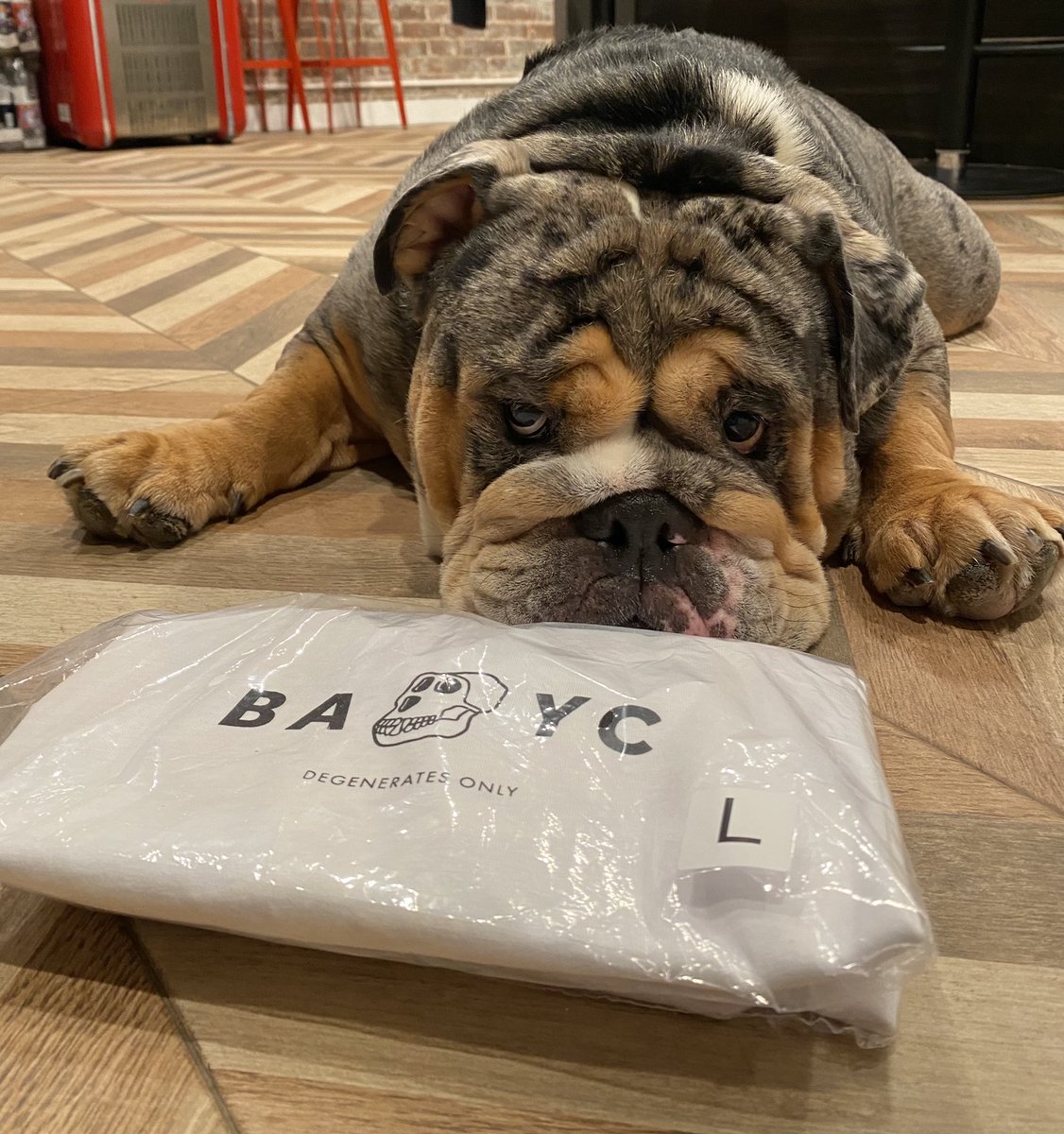 Bulldogs x BAYC ❤️ my heart is full