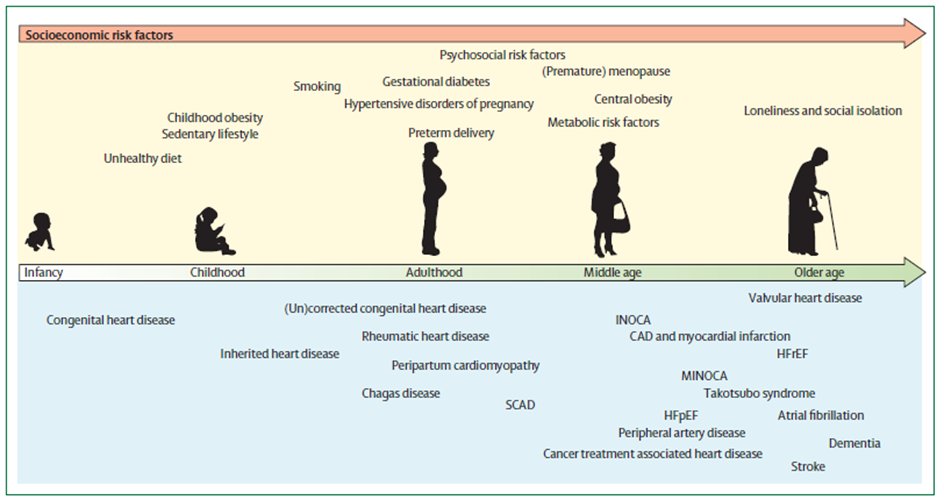 aayshacader's tweet photo. @kelceyclara @ZainabDakhil2 It certainly isn't!
In fact CVD in women is under-studied, under-recognised, underdiagnosed, and undertreated.
Women have many factors contributing to #CVD.
Check out @TheLancet women & CVD commission report led by @Drroxmehran
https://t.co/SSLEjoulo0
#WHFChat #IWD2022 https://t.co/A4sTmodbeS