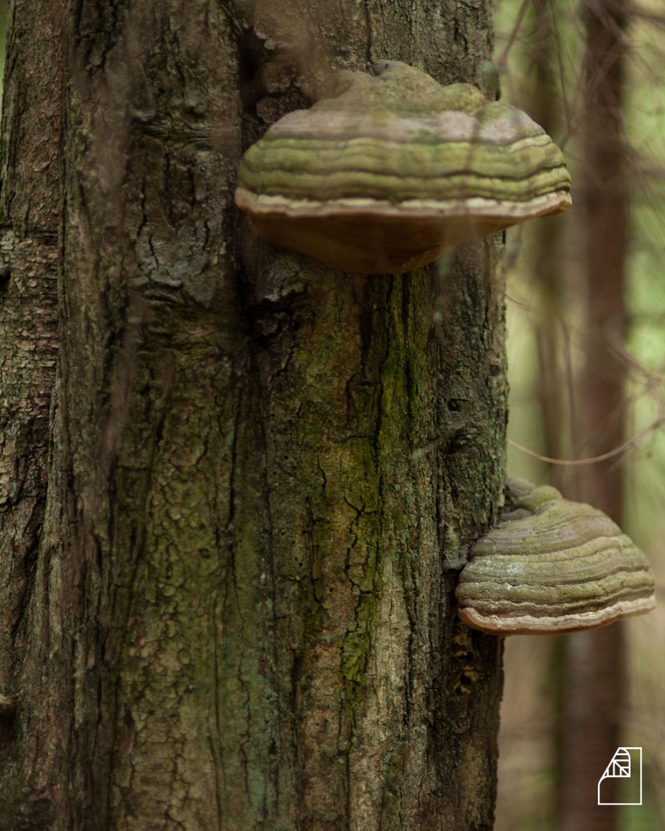 🌳 Trivia Tuesday: 

Did you know ...
A single tree can be home to hundreds of species of insect, fungi, moss, mammals, and plants. Without trees, forest creatures would have nowhere to call home. 

Put a 🌳 in the comments if you want more Trivia! 

#SaveTreesUseRecycledPaper