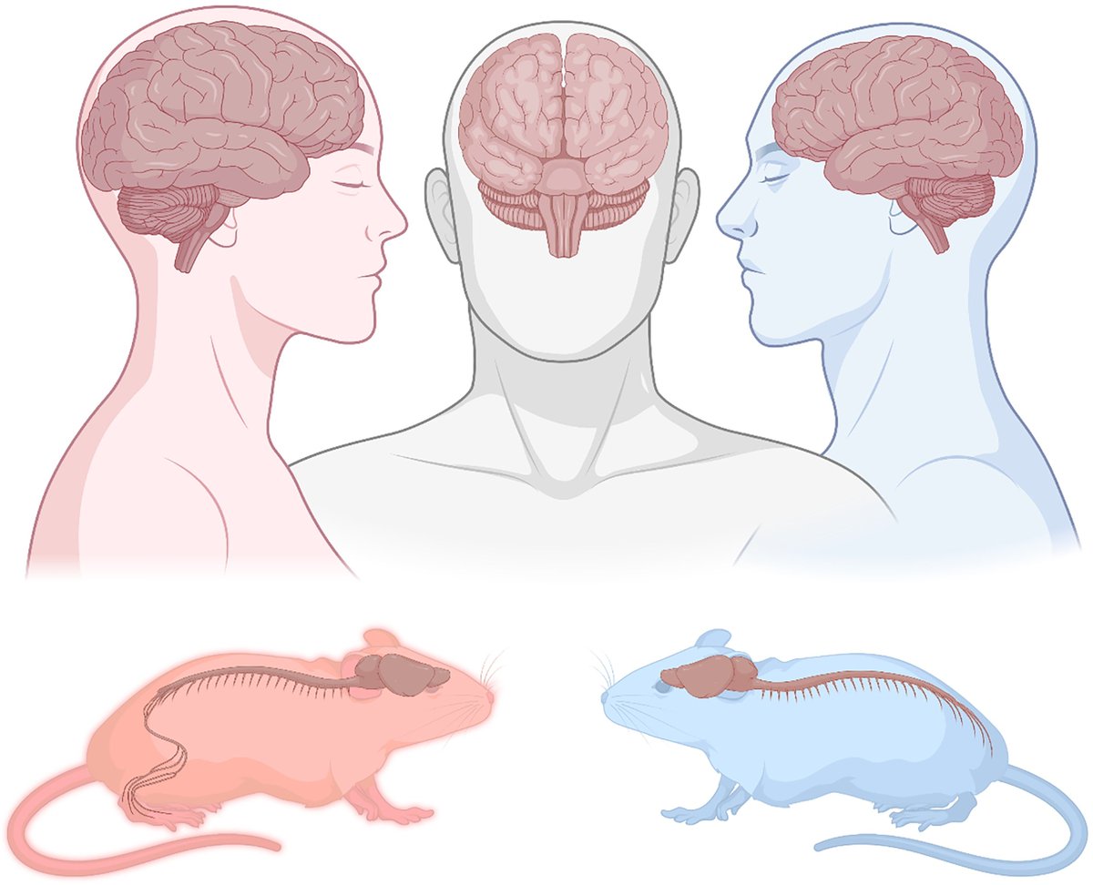TSpiresJones's tweet photo. Check out my latest editorial for @braincomms "Let’s talk about sex (in translational neuroscience)" which explores the importance of considering sex and gender in translational neuroscience.

https://t.co/Z9rpciDXQ0 https://t.co/z8hRqXTeDv