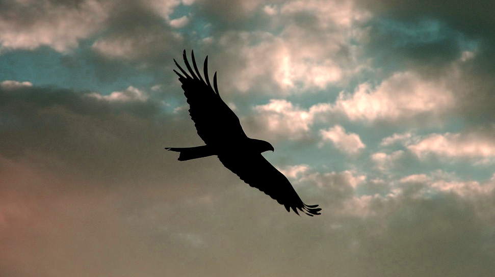 ClausMikosch's tweet photo. Here's the blog post for March: THE BIRD OF HUMANITY @ https://t.co/1vfL4wxcrg And you, do you use both wings? #peace #change #birdofhumanity #WomensDay https://t.co/BFez1poD3r