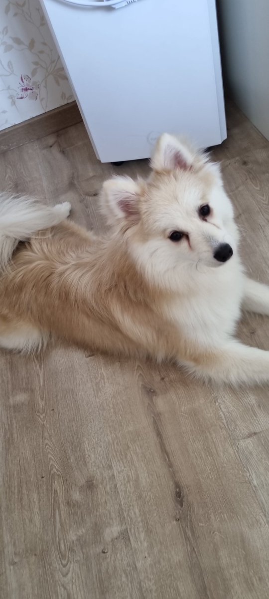 MyloThepomsky's tweet photo. Hi friends, how we doing today??🐶🐶🎉🎉

#DogsofTwittter #cute #CutenessOverload #dogs #doggie https://t.co/XVnTsKOPpE