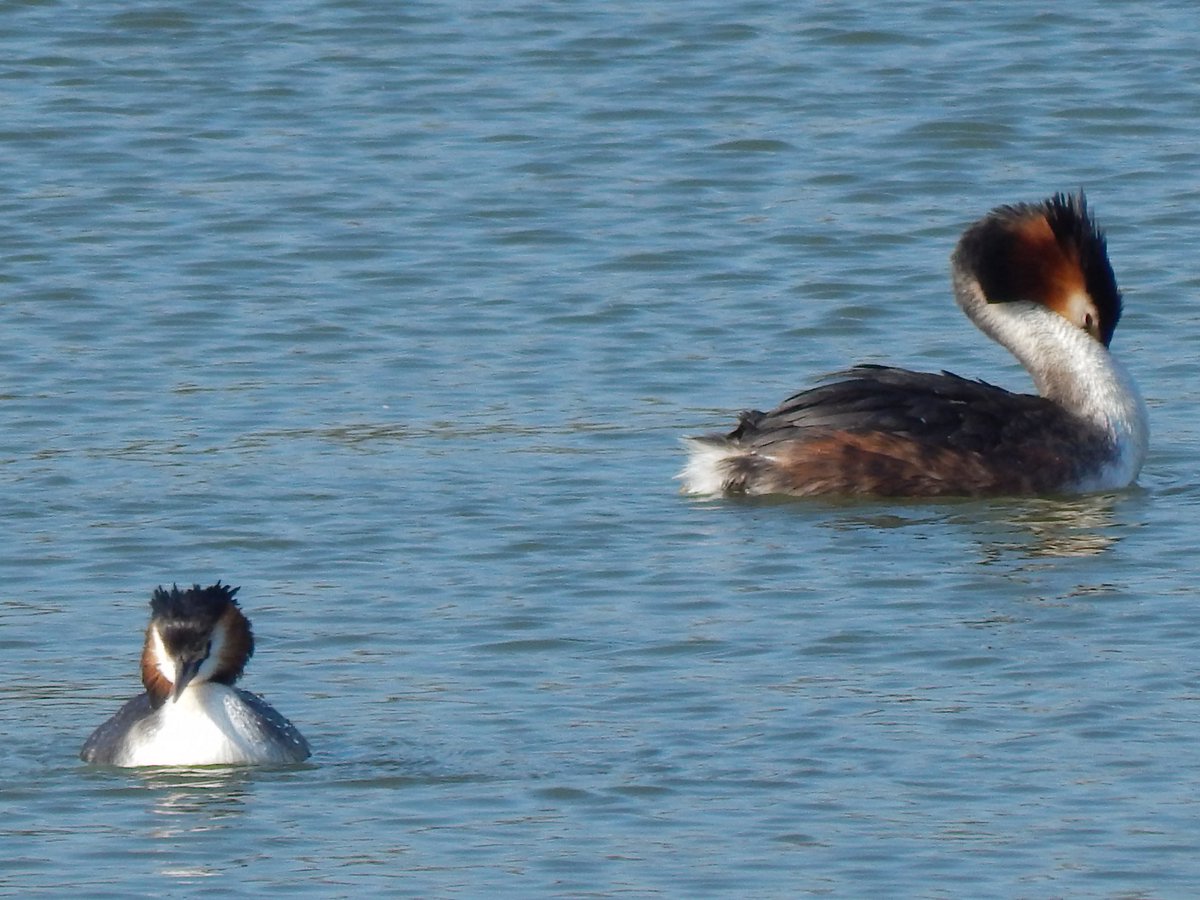 ali_pardoe's tweet photo. Finally caught my grebes out and about. https://t.co/BdNQBhTu3d