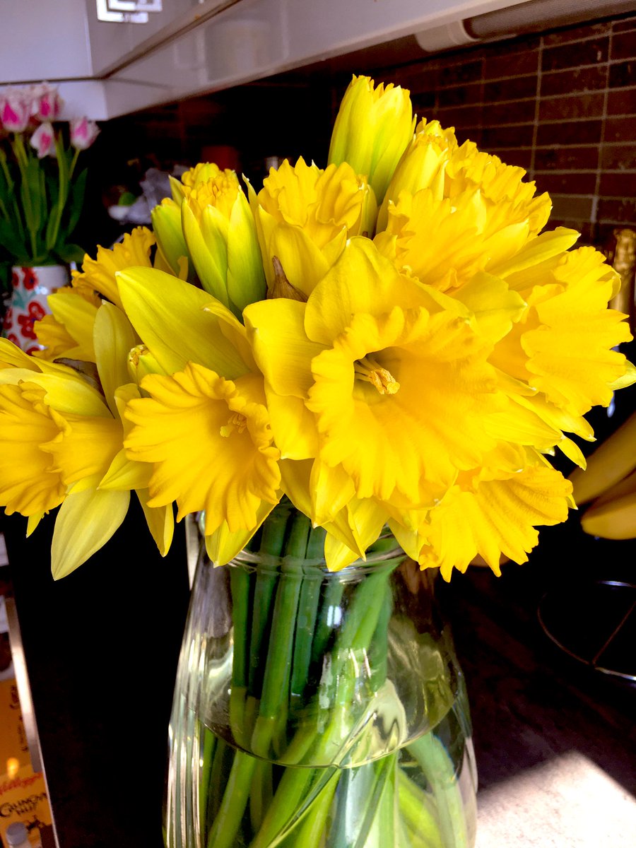 Malebopo's tweet photo. The season of tulips and daffodils is finally here. 🤗 #spring! https://t.co/FIoHRLprTH