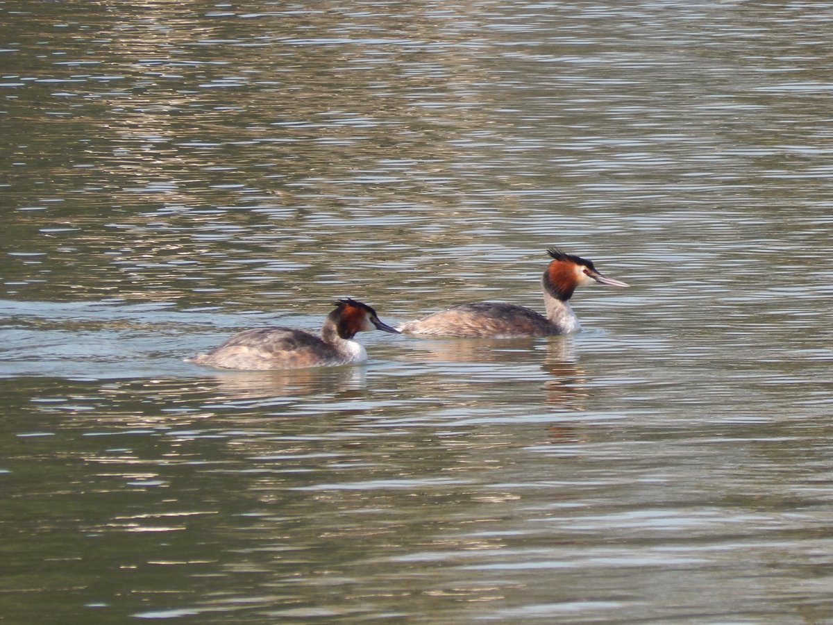 ali_pardoe's tweet photo. Finally caught my grebes out and about. https://t.co/BdNQBhTu3d