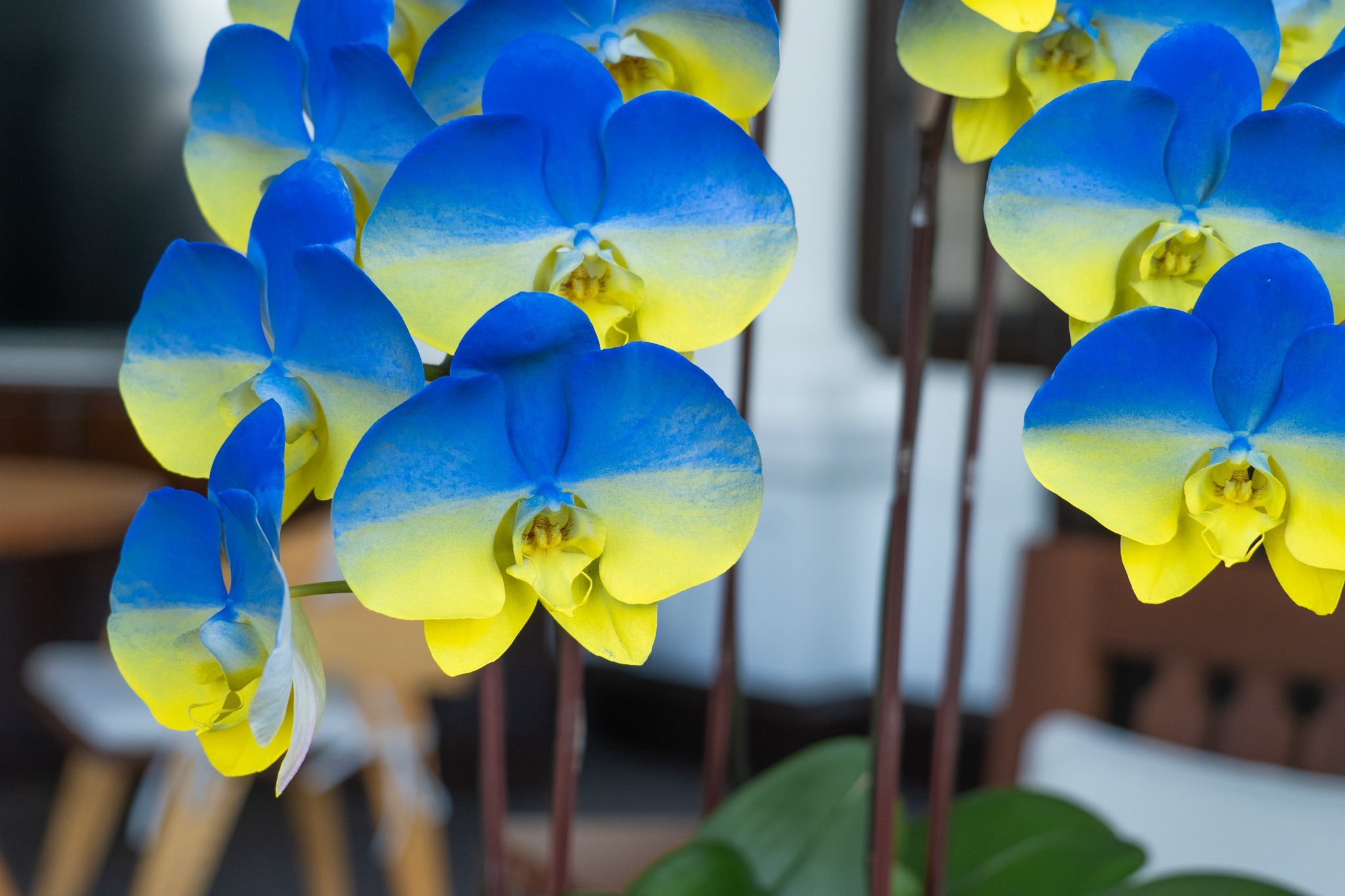 蔡英文 Tsai Ing Wen I Ve Decorated My Office With These Orchids To Signify Taiwan S Continued Support For Ukraine I Hope That Freedom Democracy Can Continue To Blossom In Both Our