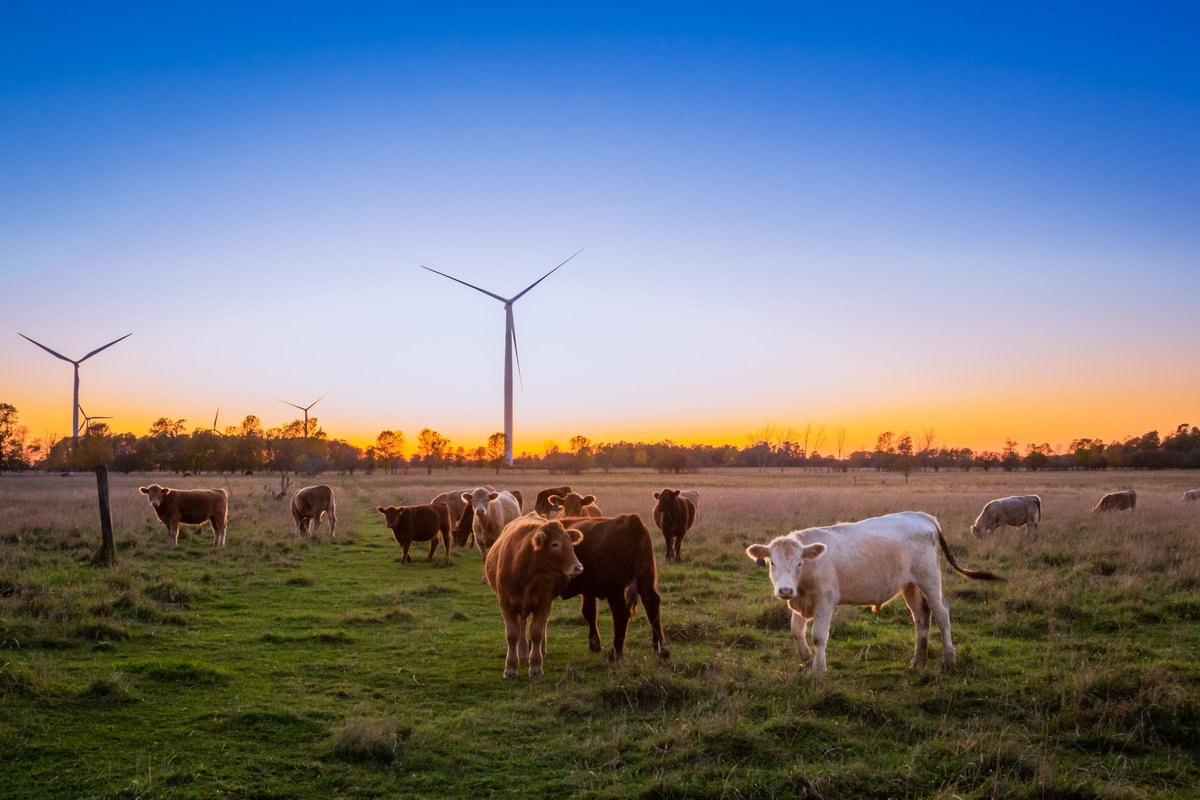 Food systems contributed between 1/4 and 1/3 of global annual greenhouse gas emissions over the past decade. One major contributor: beef production.

We've outlined 7 opportunities to reduce emissions from beef production from <a href="/WorldResources/">World Resources Institute</a>:
ow.ly/aYiT50IcYnh