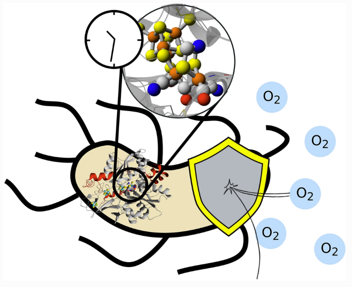 Cool new work on the stability of the #Hydrogenase H cluster under whole-cell conditions from @berggrenlab, @_PatriRM, @JamesBirrell86. #EPR freaks will love this paper, check out their beautiful spectra!