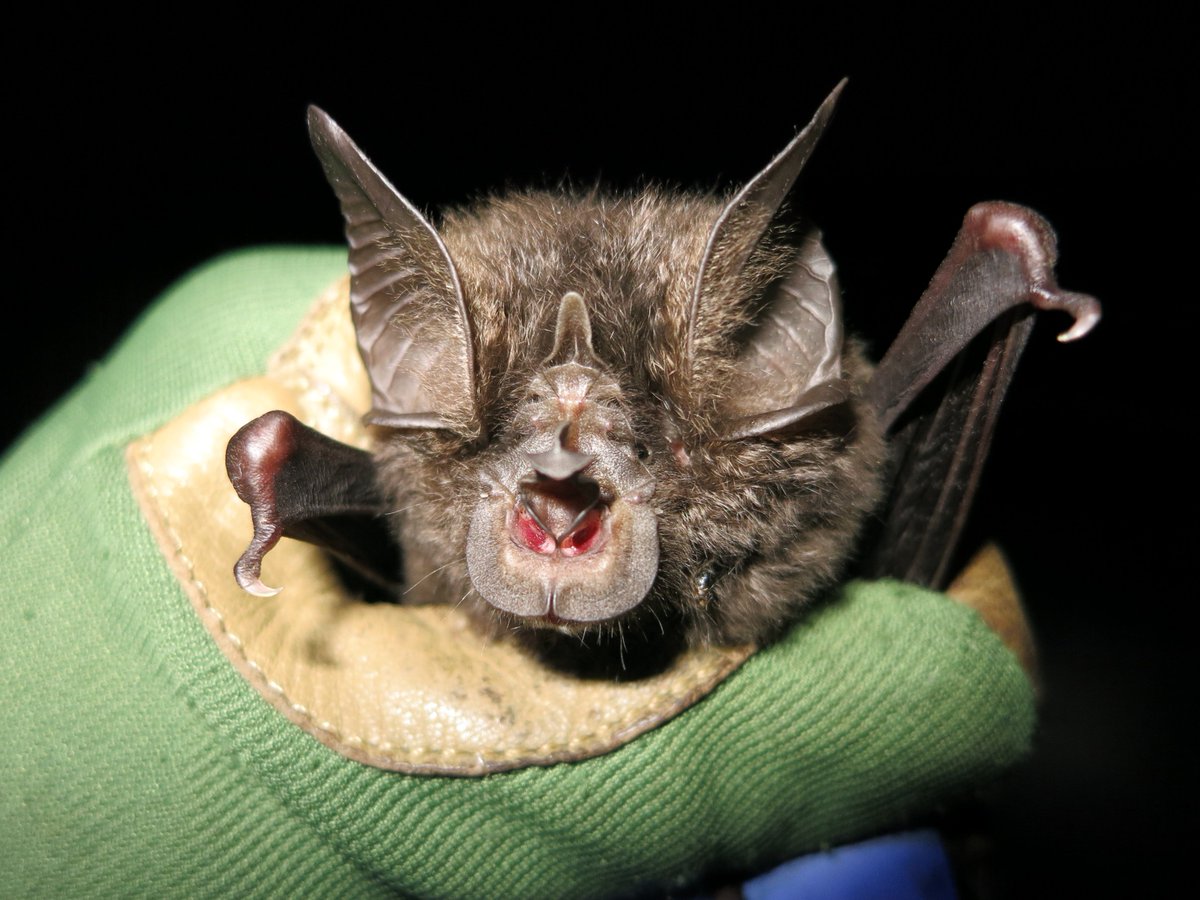 BatConIntl's tweet image. AFTER 40 YEARS, WE&apos;VE REDISCOVERED HILL&apos;S HORSESHOE BAT (𝘙𝘩𝘪𝘯𝘰𝘭𝘰𝘱𝘩𝘶𝘴 𝘩𝘪𝘭𝘭𝘪), A &quot;LOST SPECIES&quot; THOUGHT TO HAVE POSSIBLY BEEN EXTINCT. 
batcon.org/press/conserva…

📷 Dr. Jon Flanders, Bat Conservation International