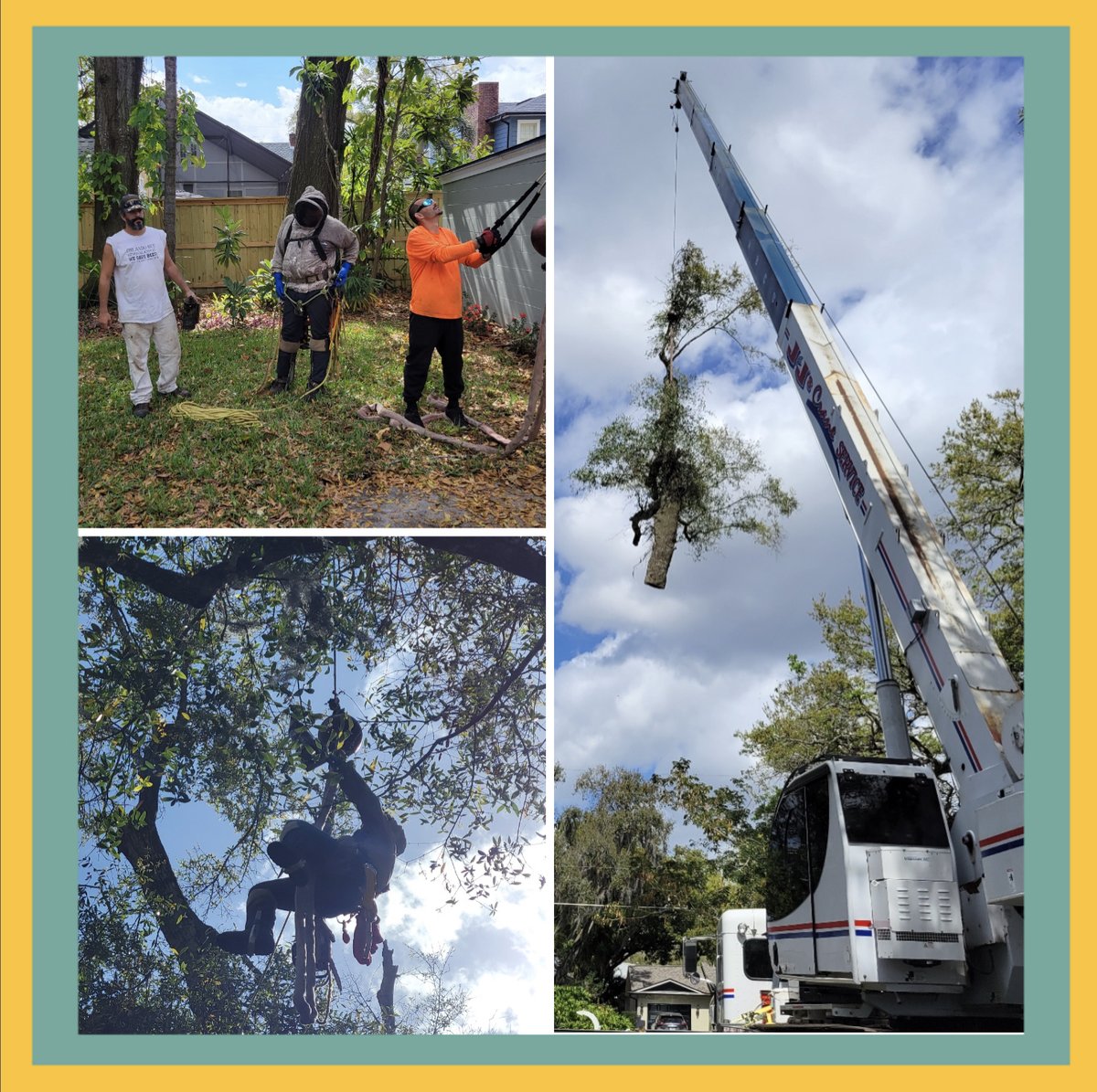 orlandobeeguy's tweet photo. 🤩🤩 Our guys are AMAZING 🤩🤩 They worked with a local tree removal company to remove a colony that made its home on a branch! 💚😲😲💚 The guys cleared out the bees and the home owner is now bee free 🐝😁👏🏼 💚 https://t.co/jQyOCp8Ovi