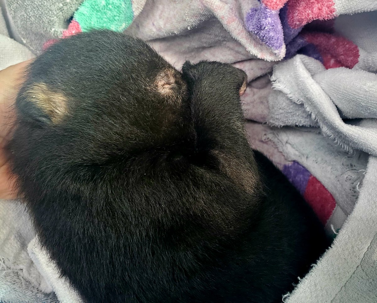 Biologists at <a href="/ncwildlife/">N.C. Wildlife</a> say if you find a bear den, leave it alone. Black bears are very resourceful in finding places to shelter late December through April as cold weather lingers and cubs are born. 

Read more: bit.ly/3sUCFVj