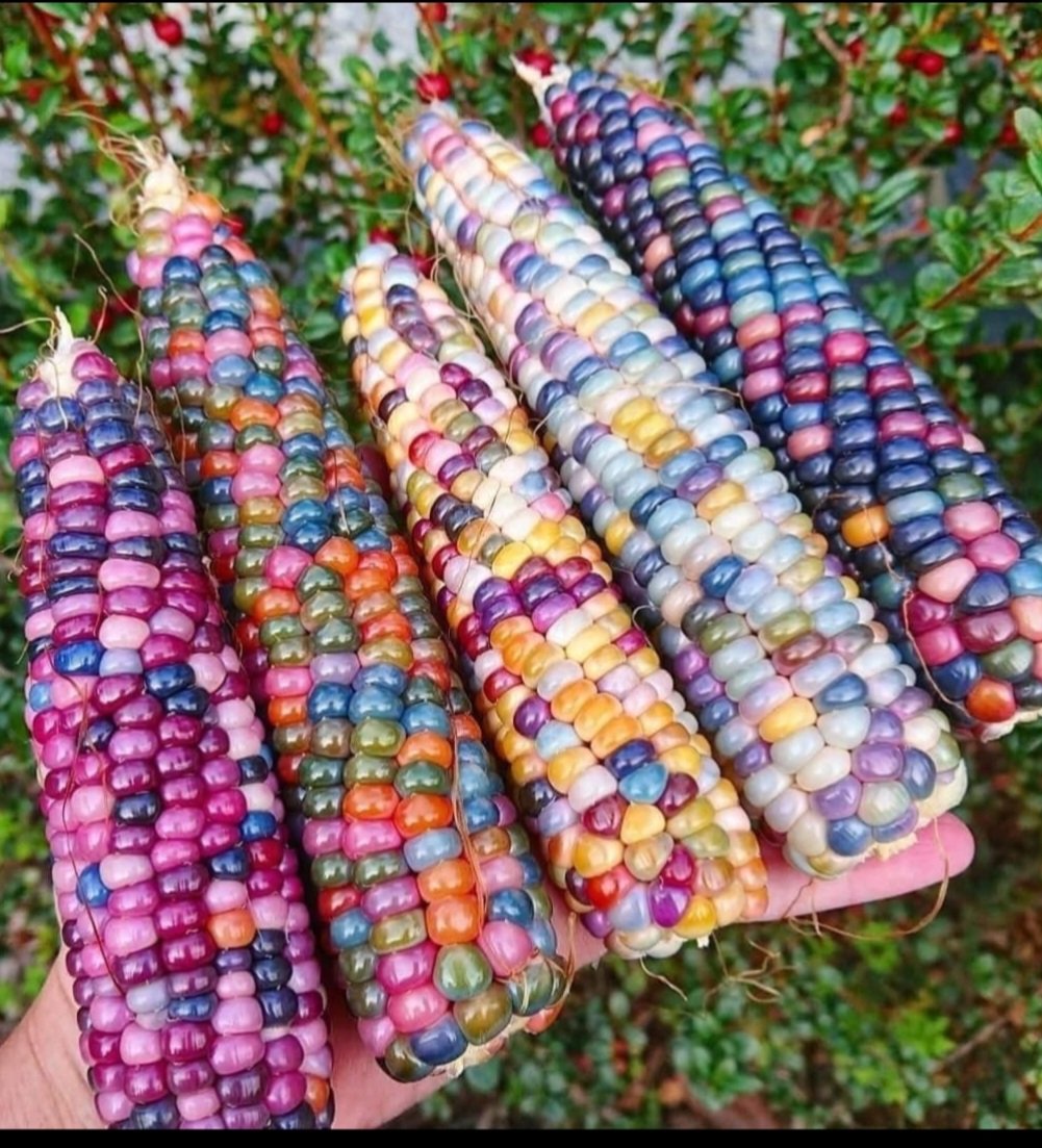 BigBirdFamily's tweet photo. This eye-catching corn is the brainchild of Carl Barnes, a part Cherokee farmer from Oklahoma. After breeding several ancestral corn varieties together, the results were vibrant; kernels ranged in hue from crimson to turquoise. His distinct strains have produced rainbow corn! https://t.co/75kHkCwKHg