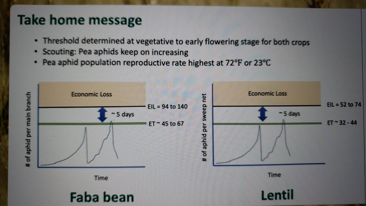 Tyler Wist (@tylerwist1) on Twitter photo And in #lentil the ET was very similar (32 to 44) to the nominal threshold of 40 #peaaphids per sweep #soilscrops. Well done <a href="/ZhouNx/">Ningxing Zhou</a> <a href="/USaskEnt/">Prager Lab</a> Thanks <a href="/westerngrains/">WGRF</a> <a href="/SKAgriculture/">Sask Agriculture</a> And in #lentil the ET was very similar (32 to 44) to the nominal threshold of 40 #peaaphids per sweep #soilscrops. Well done <a href="/ZhouNx/">Ningxing Zhou</a> <a href="/USaskEnt/">Prager Lab</a> Thanks <a href="/westerngrains/">WGRF</a> <a href="/SKAgriculture/">Sask Agriculture</a>