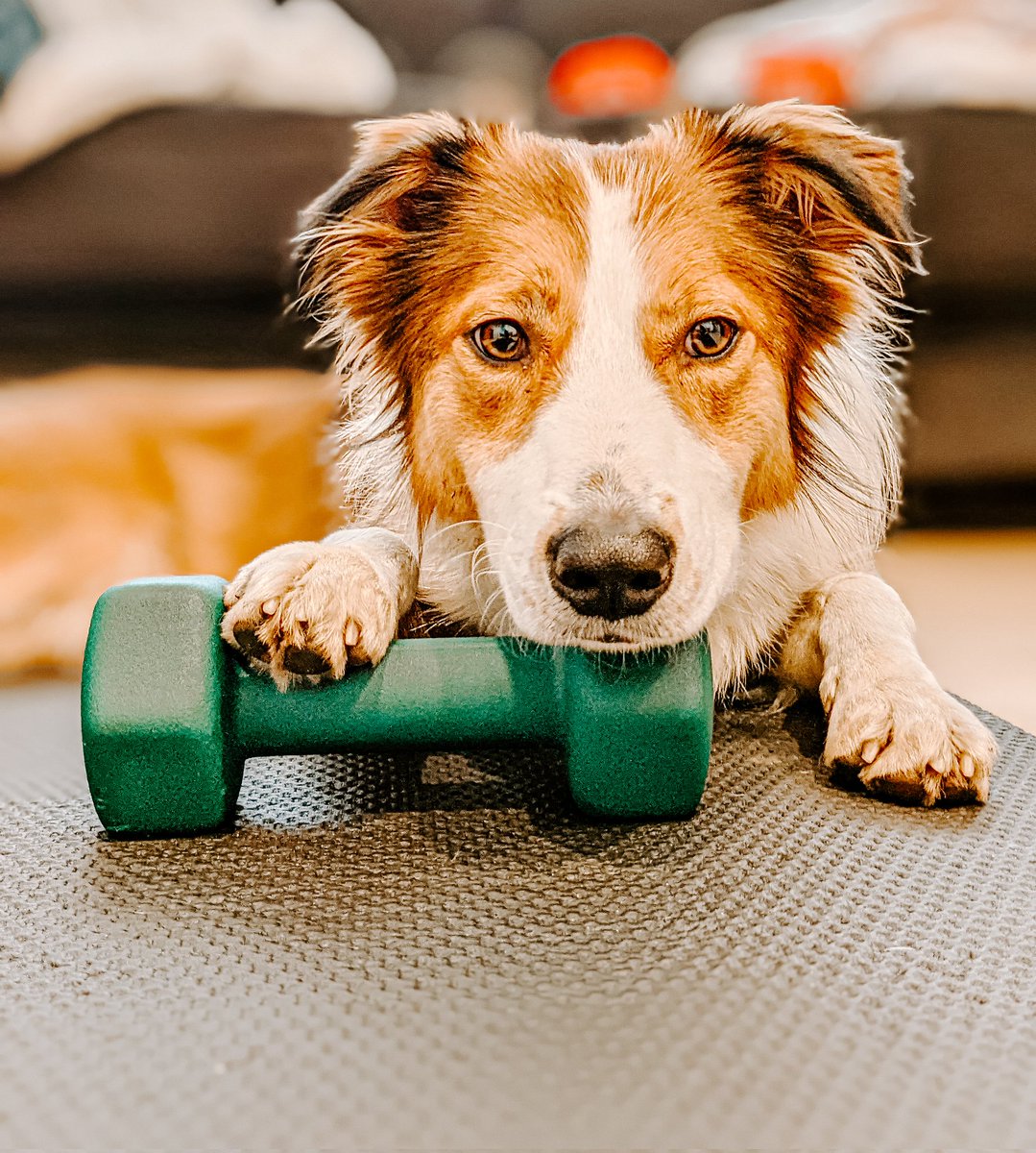 Happy International Women's Day 💪 don't forget, you run the world #twitterdogcommunity #dogsoftwitter #InternationalWomensDay