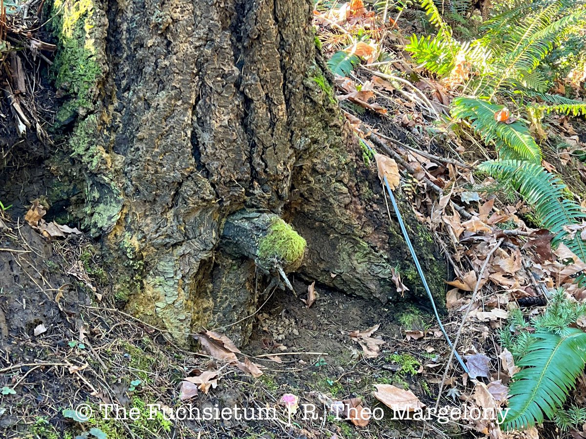 FuchsiariusToo's tweet photo. Scene in Portland. Flashes of nature. https://t.co/gjitfuy9Fq