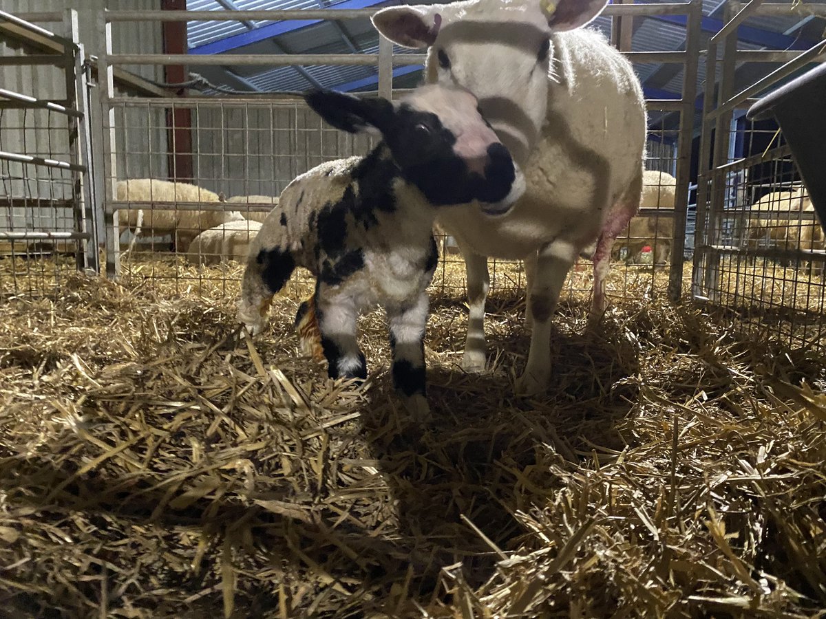 WindrushFarming's tweet photo. ✅🐑 MISSION ACCOMPLISHED!
All our embryo lambs are out of the oven!
🔵 Windrush Blue Texels 🔵
⚫️Windrush Dutch Spotted ⚪️
It’s been a busy week and a great way to finish with this beauty of a ewe lamb (the biggest lamb ever born at Windrush! 😳) https://t.co/FHvk4R6V1y