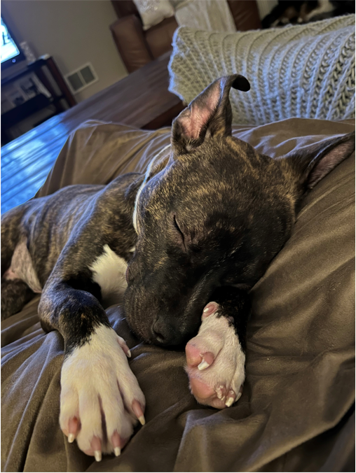 MsCCGaspar's tweet photo. Science Friends-- Can anyone recommend PDs around creating science assessments? Thanks! (Enjoy a picture of my dogs as a thank you and to help this question get noticed! 😆) https://t.co/spEHKwejij