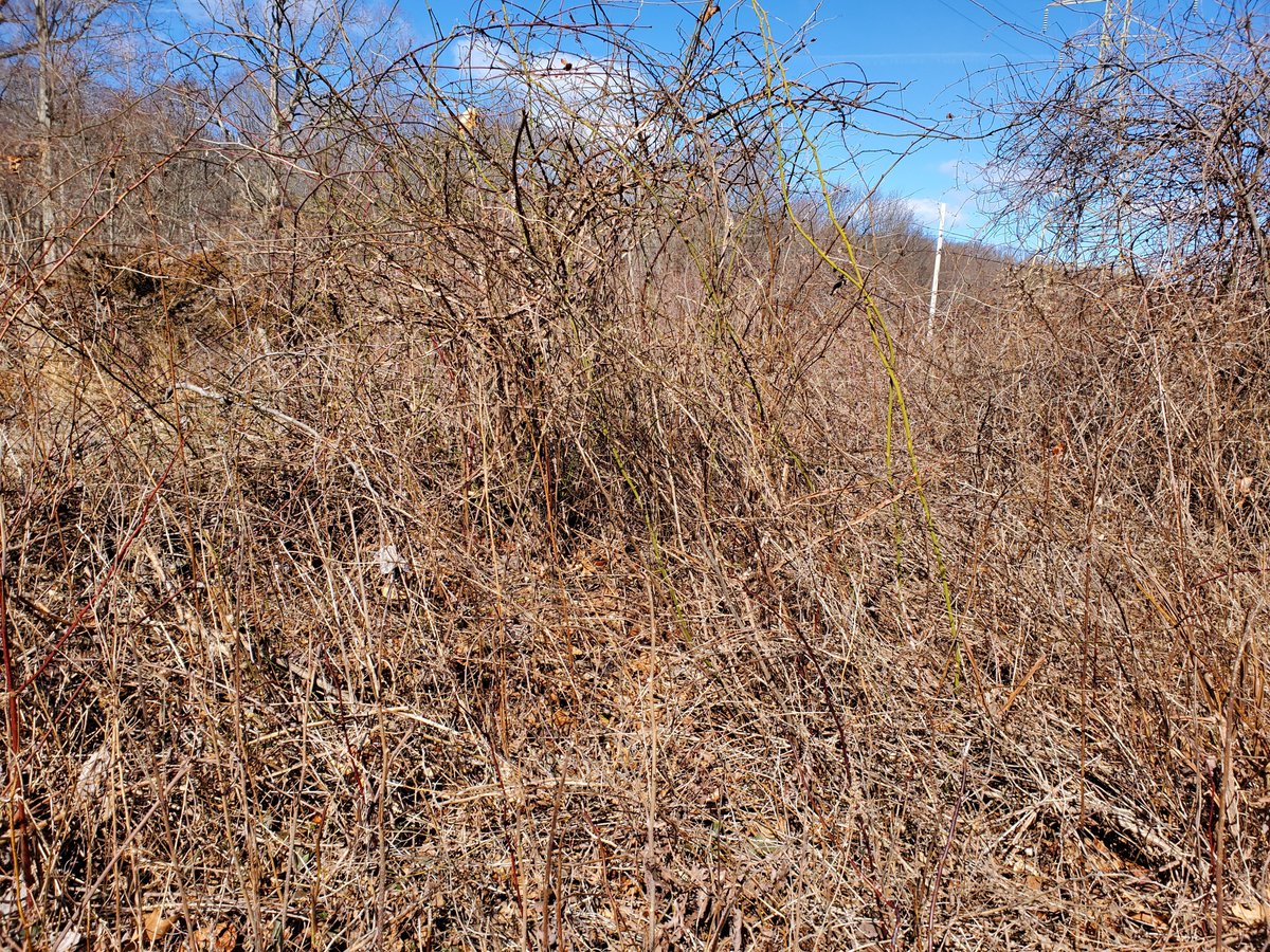wavebreak09's tweet image. I ran upon this view on my trail run today. My thoughts immediately turned to @rat_jaw and the morons battling the death rapiers 100× this mess. Godspeed brave idiots. 
#BM100