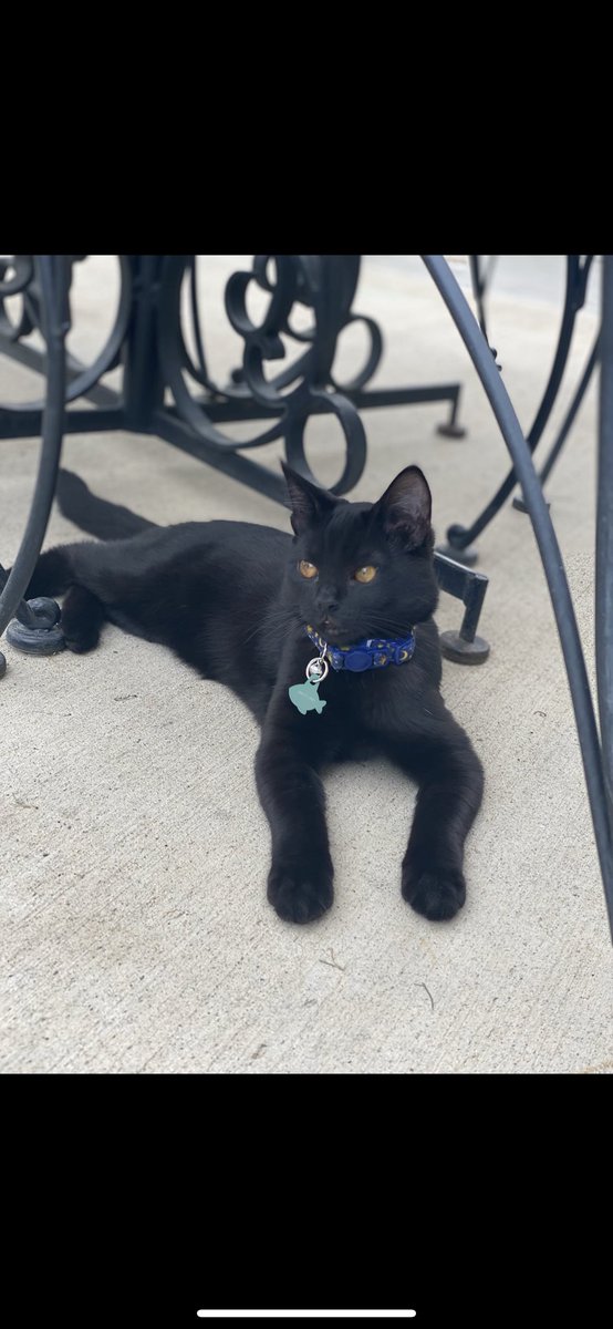 maddy_mcfly's tweet photo. Moses lake friends. This is JiJi, he is my cuddly baby boy and he’s been missing since last Thursday 3/3/22. He lost his collar but he has bright orange eyes and loves to be a shoulder cat. I miss him terribly and just want to be reunited with him. Please share. https://t.co/blOikSmX1F