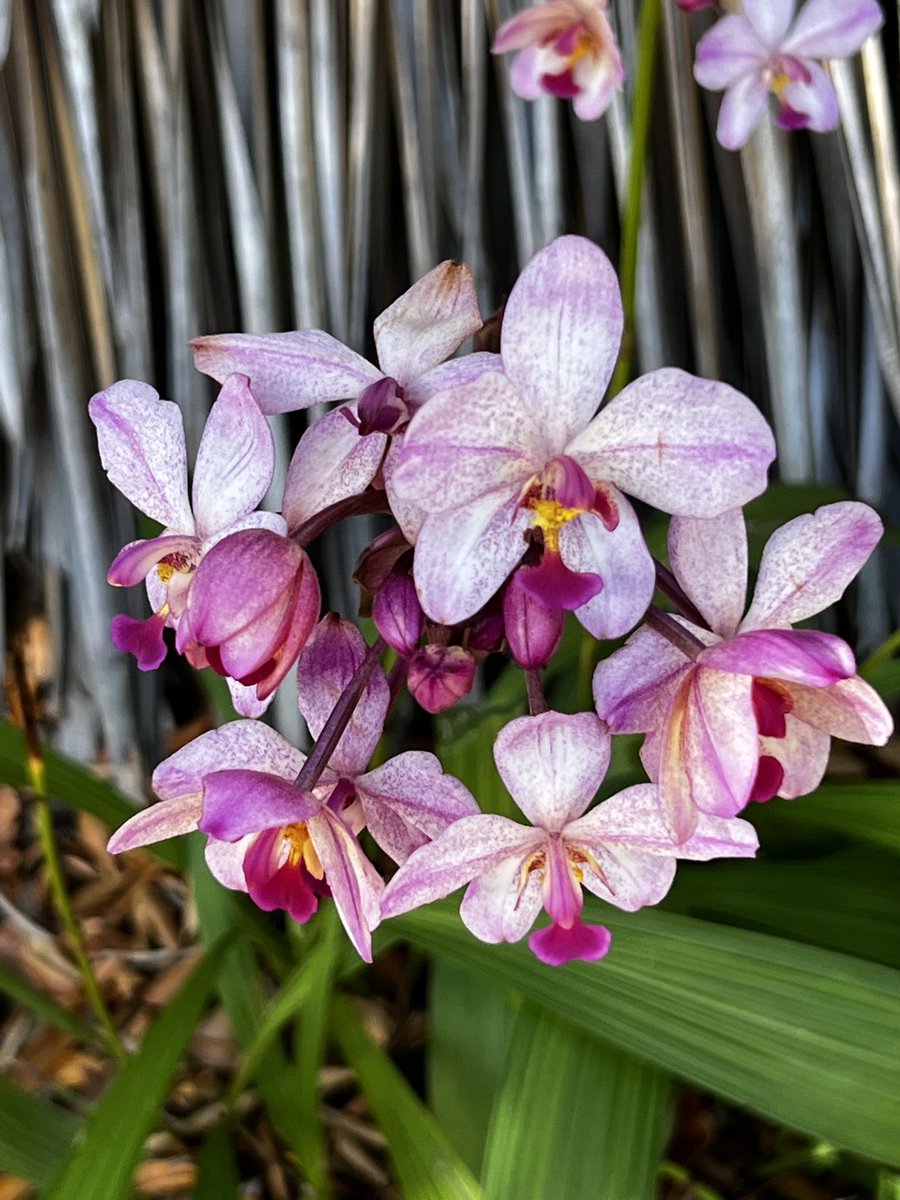 janoldenburg's tweet photo. I know #VIVE2022 is supposed to be all healthcare all the time, but immediately across the street there’s a lovely botanical garden with orchids dangling from every tree and butterflies flitting around! https://t.co/PtJxWka1ty