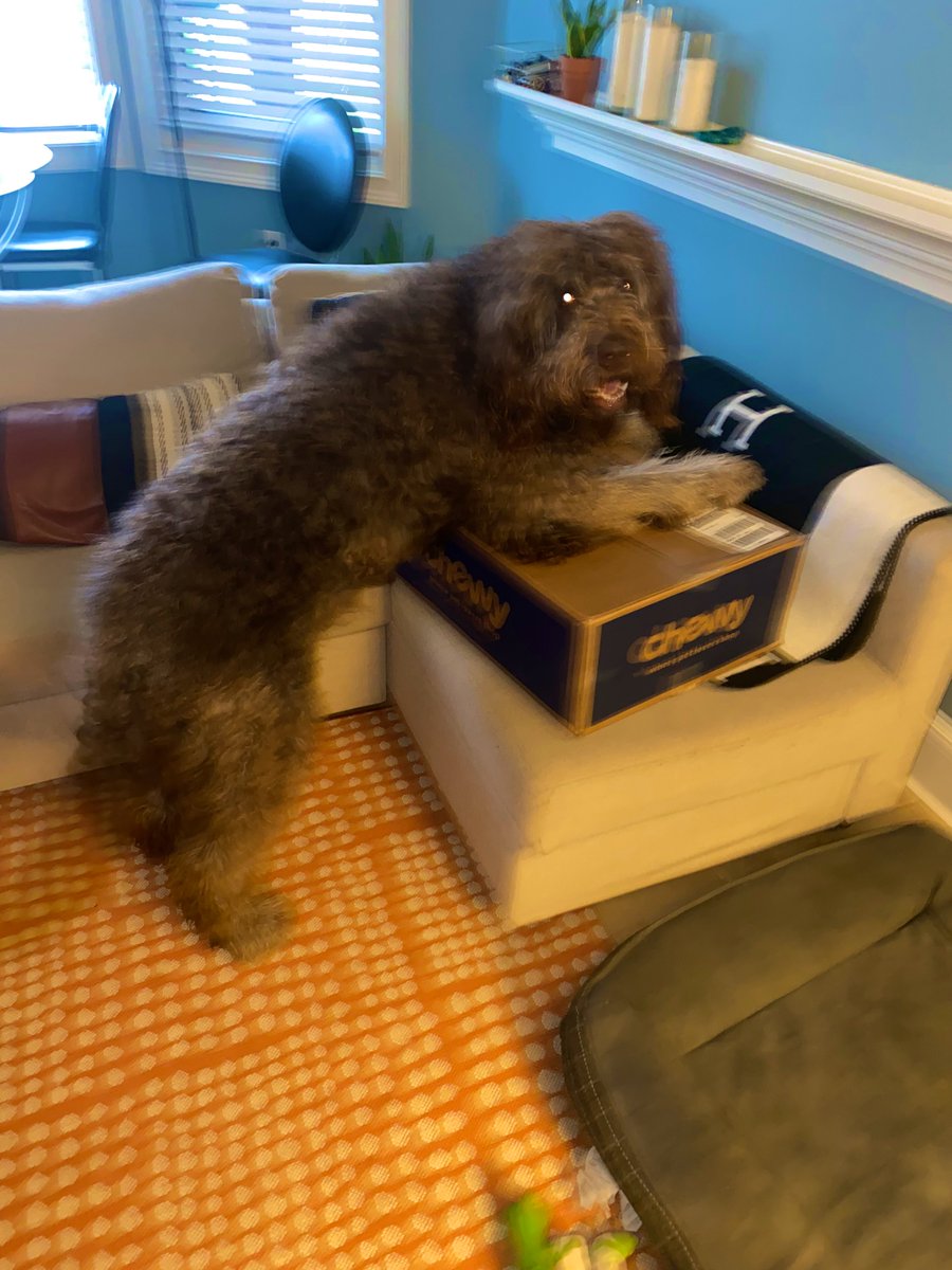 YXEZBULL's tweet photo. @Chewy  Loves his box! https://t.co/LlJ0pO01rg