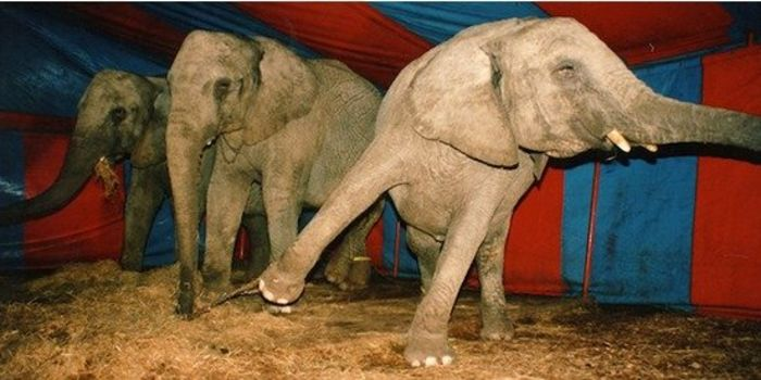 EmilianoJrA75's tweet photo. When elephants remain chained up for hours a day with little to no movement, they "develop abnormal behavior like rocking and swaying back and forth (“Animal Circuses, Animal Suffering.”). #39canimals 
https://t.co/hv0Nlr24jM https://t.co/Zkfc3T7DpU