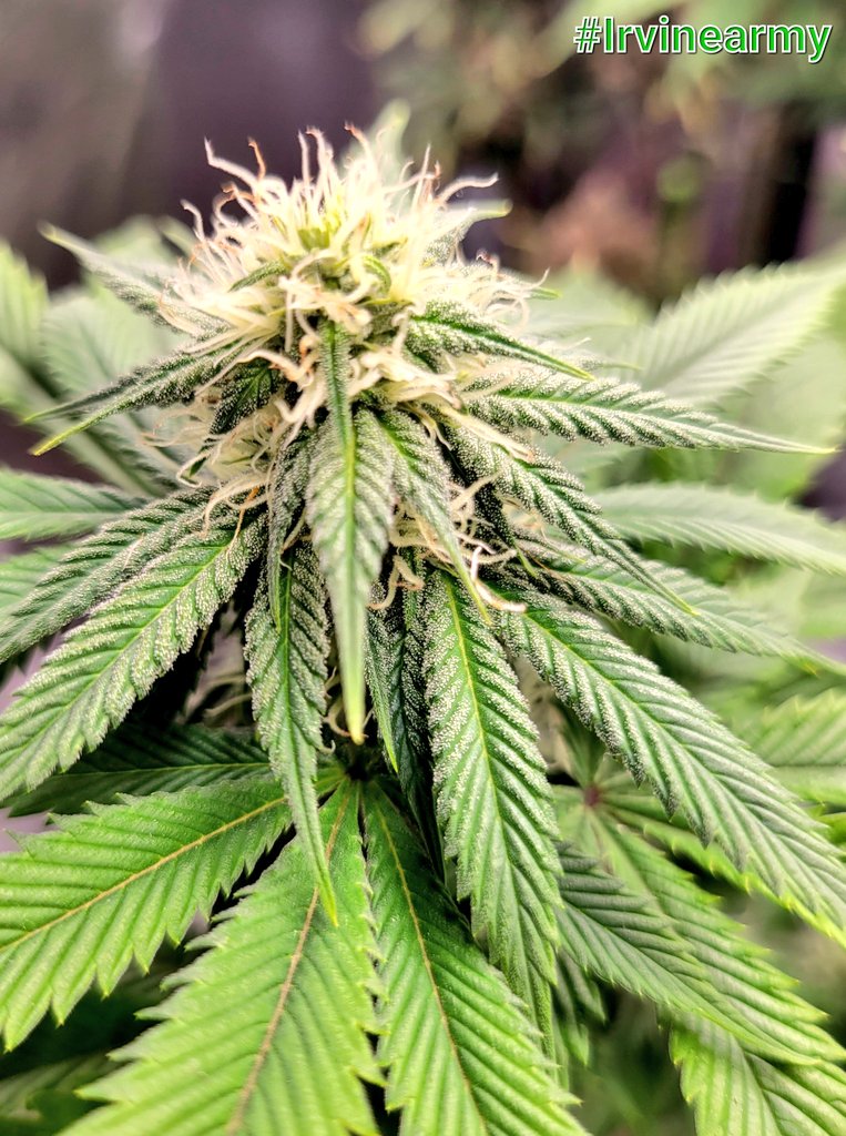 jaynsilent's tweet photo. This "Acapulco Gold×Sour Diesel" starting to get a little frost on her! @irvineseedco #IrvineArmy #GrowYourOwn #CannabisCommunity #stonerfam #cannabisculture #420life #420friendly #CannabisLegal https://t.co/MvpZCtbSu6