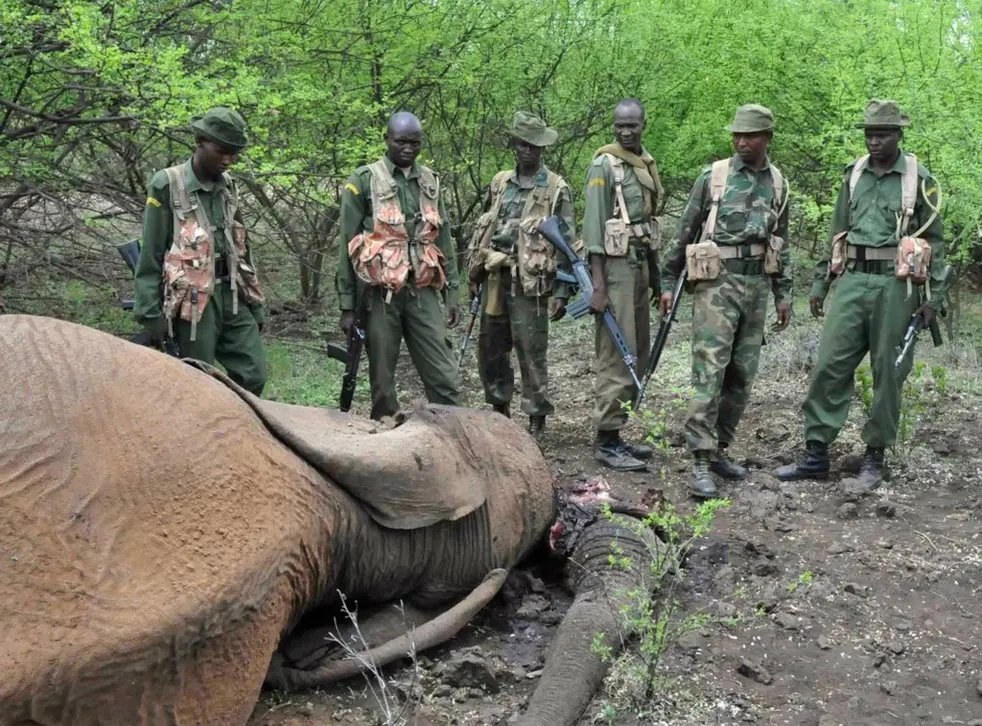 EmilianoJrA75's tweet photo. Preventing poachers from illegally killing elephants has become "increasingly difficult as many of them are a part of terrorist groups and organized crime operations typically armed with advanced weaponry (“Elephants and the Ivory Trade.”)." #39canimals 
https://t.co/7Ebm6kYz6m https://t.co/WAJlhUpaue