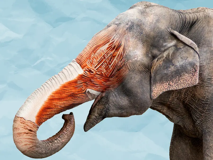 EmilianoJrA75's tweet photo. #WhatIlearnedin39C I learned that elephants have approximately 400,000 nerves in their trunks!!!
https://t.co/HqAH6ImAL5 https://t.co/0iQa139W7k