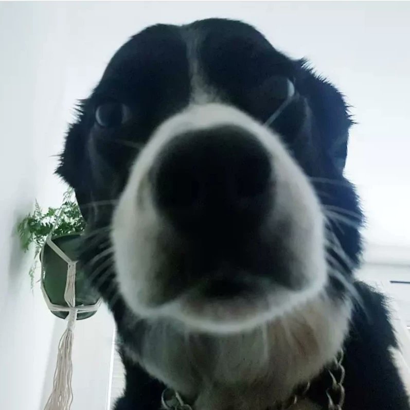 TayKillin's tweet photo. Kali the studio pup hopes you are having a productive and happy Tuesday!

#BorderCollie #studiopup #artstudio #dogslife https://t.co/uHeih1JscH