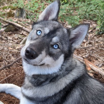 millypod1's tweet photo. π7 MAR 2022 #Lost AWEN #ScanMe
YOUNG Grey Siberian Husky Female (Spayed)
#Batcombe #Dorchester nr Hendover Coppice
#Dorset #DT2 SIGHTINGS PLZ βοΈ07711889044
https://t.co/QNNKi7GvsA https://t.co/OSnGhS2lu6