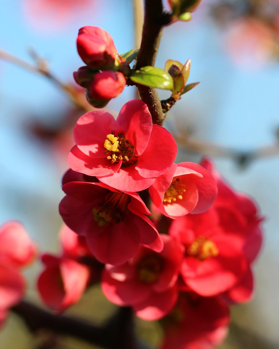 EcoleDuBreuil's tweet photo. #Floraison du #Chaenomeles X Superba ‘Nicoline’ (#cognassier du Japon) dans le #fruticetum de l’école 🌺
📷 Justine Tarron https://t.co/Y5eyQaElct