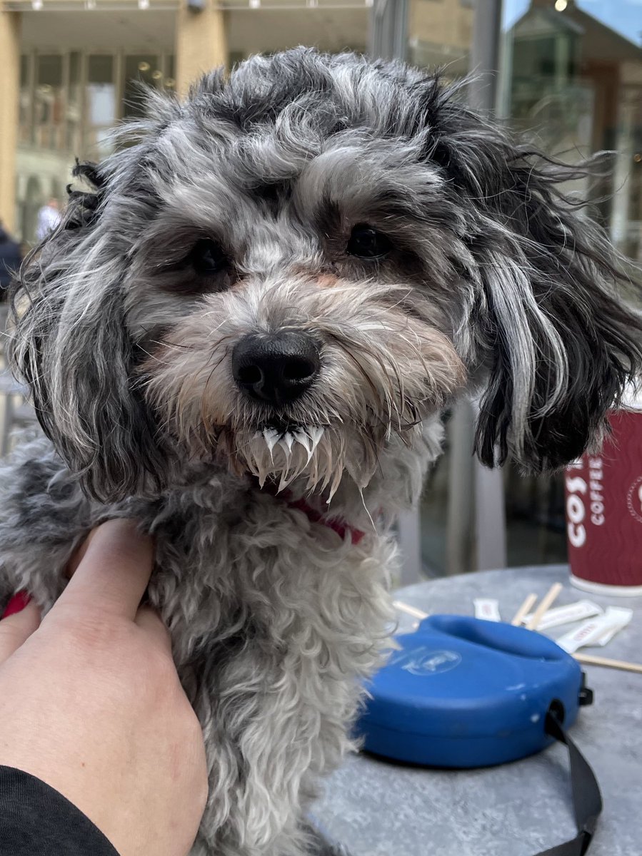Truffles_999's tweet image. Truffles paid a visit to Lloyd House today to meet the lovely hard working finance team. Cuddles all round followed by a well earned puppaccino in Brindley Place. #milkmoustache @WestMidsPCC @OscarKiloNine