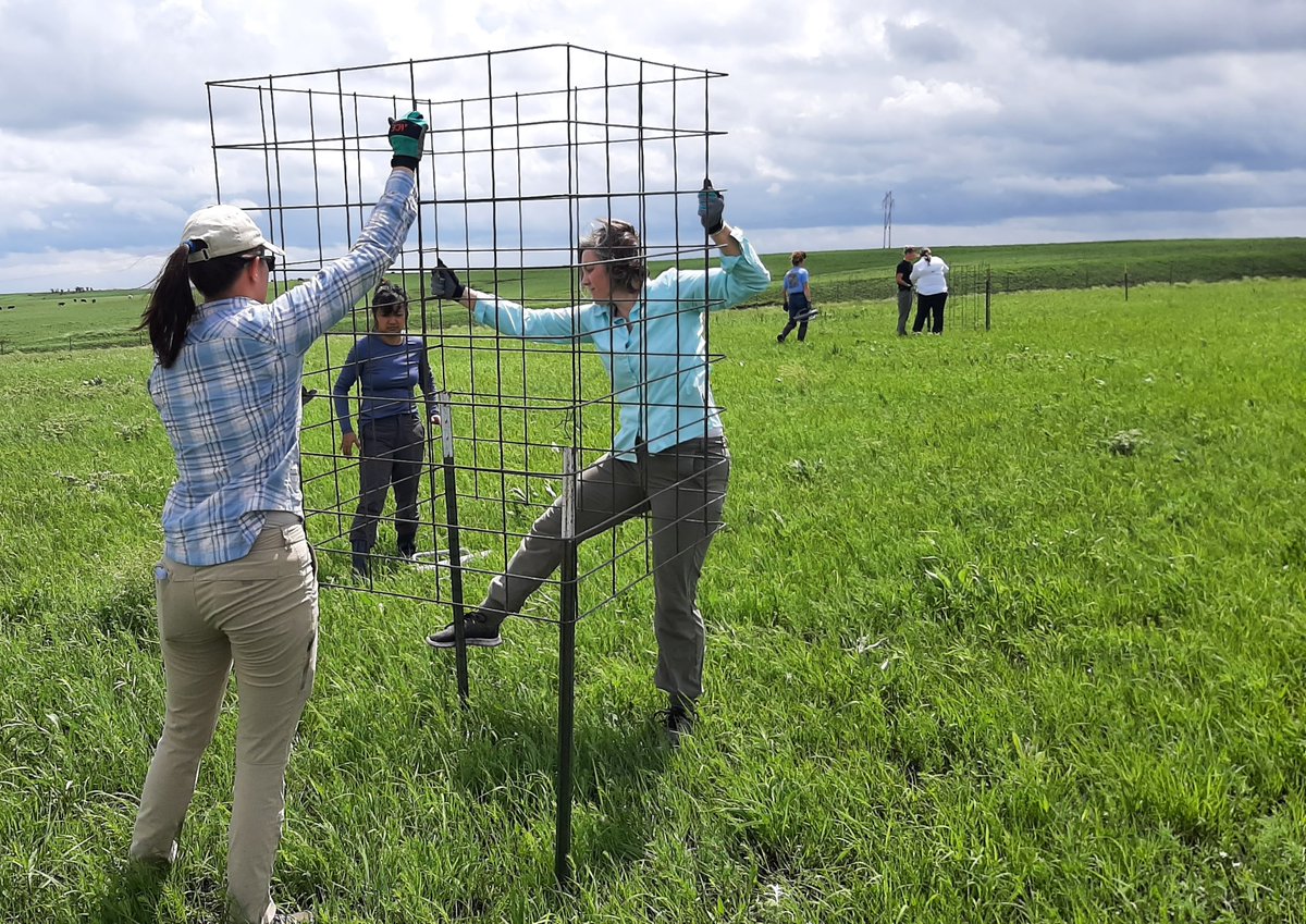 Kim Komatsu (@drkimkomatsu) on Twitter photo Check out these strong and smart women scientists in action, installing exclosures <a href="/KonzaLTER/">Konza Prairie LTER</a> to test the effects of patch burn grazing on landscape biodiversity. Happy #InternationalWomensDay! I'm grateful for my amazing women colleagues and friends. (photo credit: <a href="/JAjowele/">Joshua Ajowele</a>) Check out these strong and smart women scientists in action, installing exclosures <a href="/KonzaLTER/">Konza Prairie LTER</a> to test the effects of patch burn grazing on landscape biodiversity. Happy #InternationalWomensDay! I'm grateful for my amazing women colleagues and friends. (photo credit: <a href="/JAjowele/">Joshua Ajowele</a>)