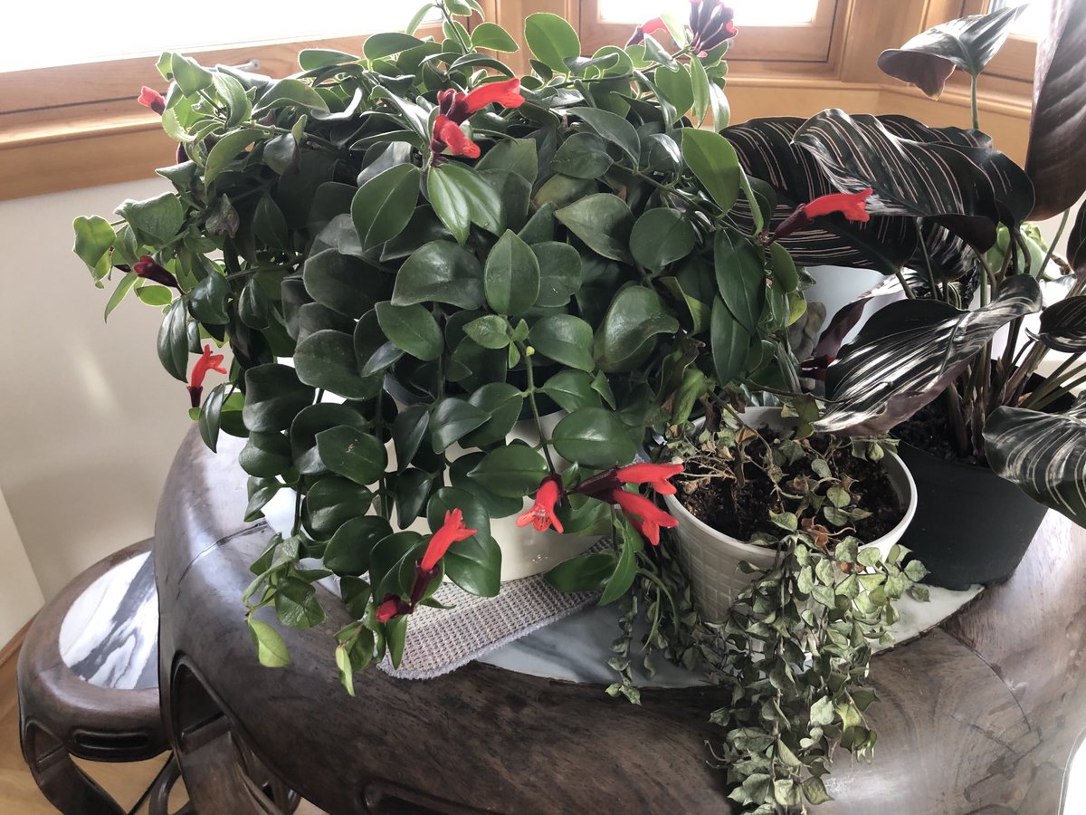 MeMeheden's tweet photo. What’s it called when you return after a 3 month absence and your plants look better than when you left? https://t.co/cRN9O0vPXJ