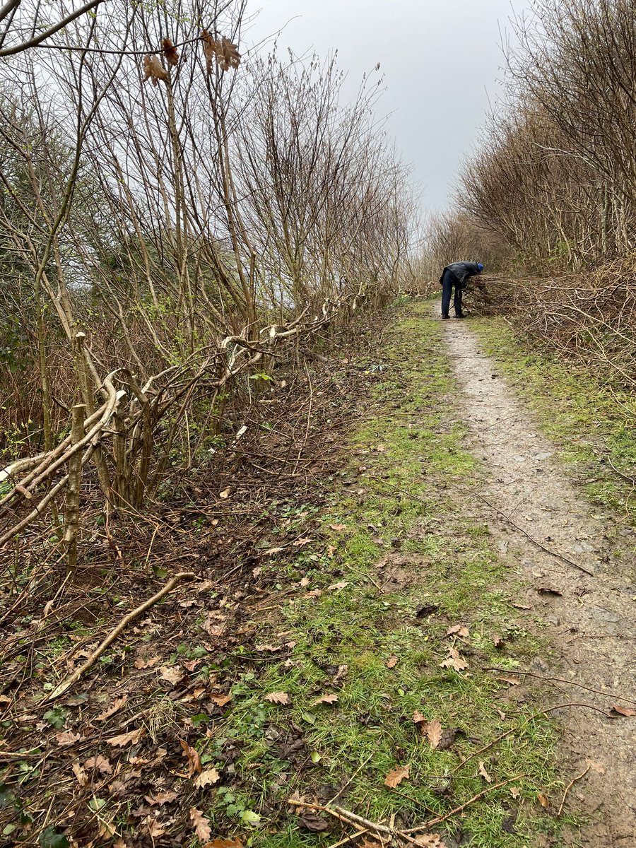 NorthleesBill's tweet photo. Hazel hedging this morning @NorthleesBill and Flo at #Angarrack https://t.co/EtzfbhWHbP