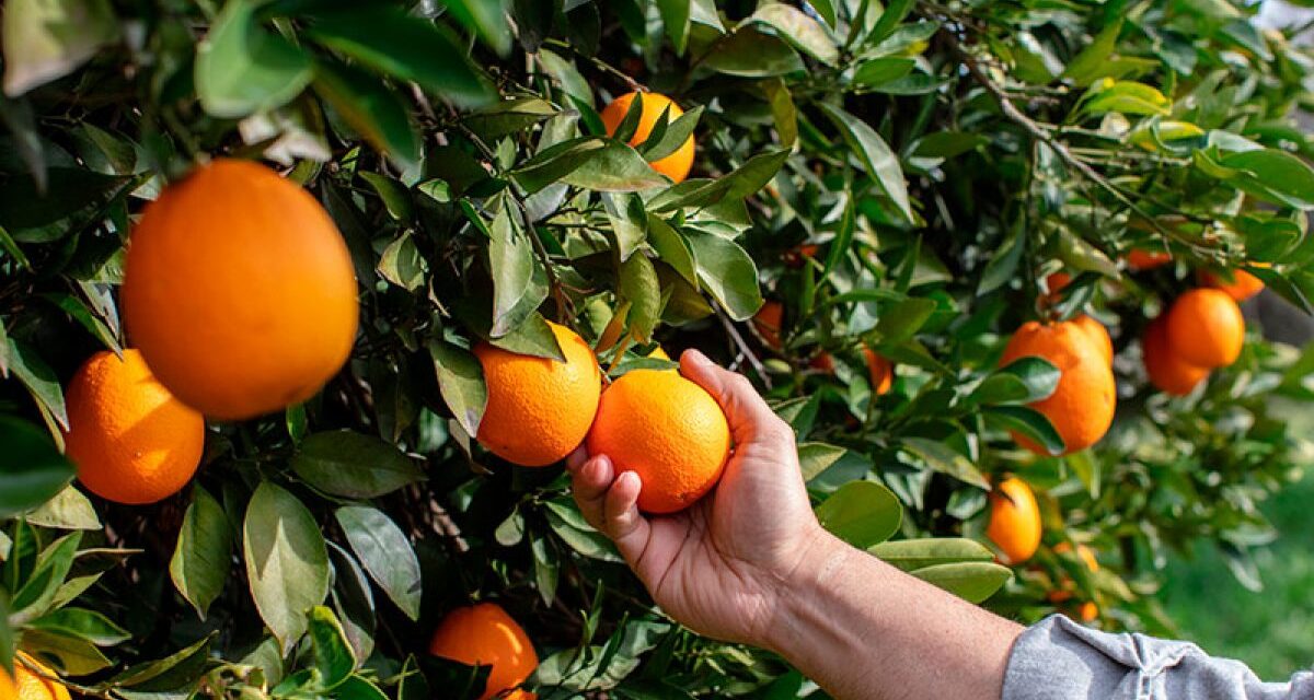 tecno_horticola's tweet photo. 💡🗨️Un buen manejo en la #precosecha, asegura mayores beneficios en la #poscosecha 📈😉

No te pierdas el webinar "Pre/Postcosecha, más unidas de lo que parecen" 🍊🍋🍑🍅

🗓️Miércoles 9
⏰18.30 h (Madrid)
🔗👉https://t.co/zwaxWKreRc https://t.co/nDZk9T0zQH
