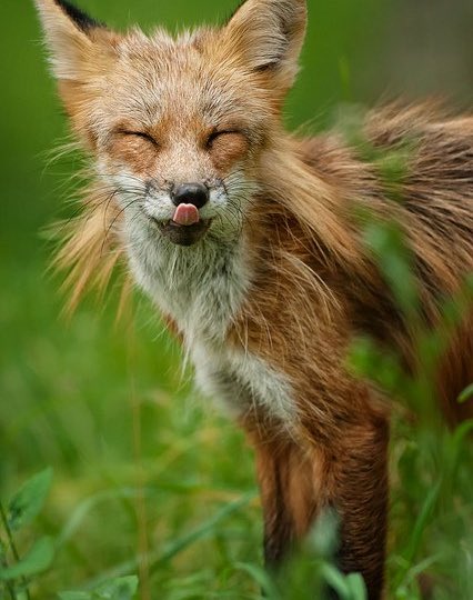 Naruto as a fox 🦊 (thread)
