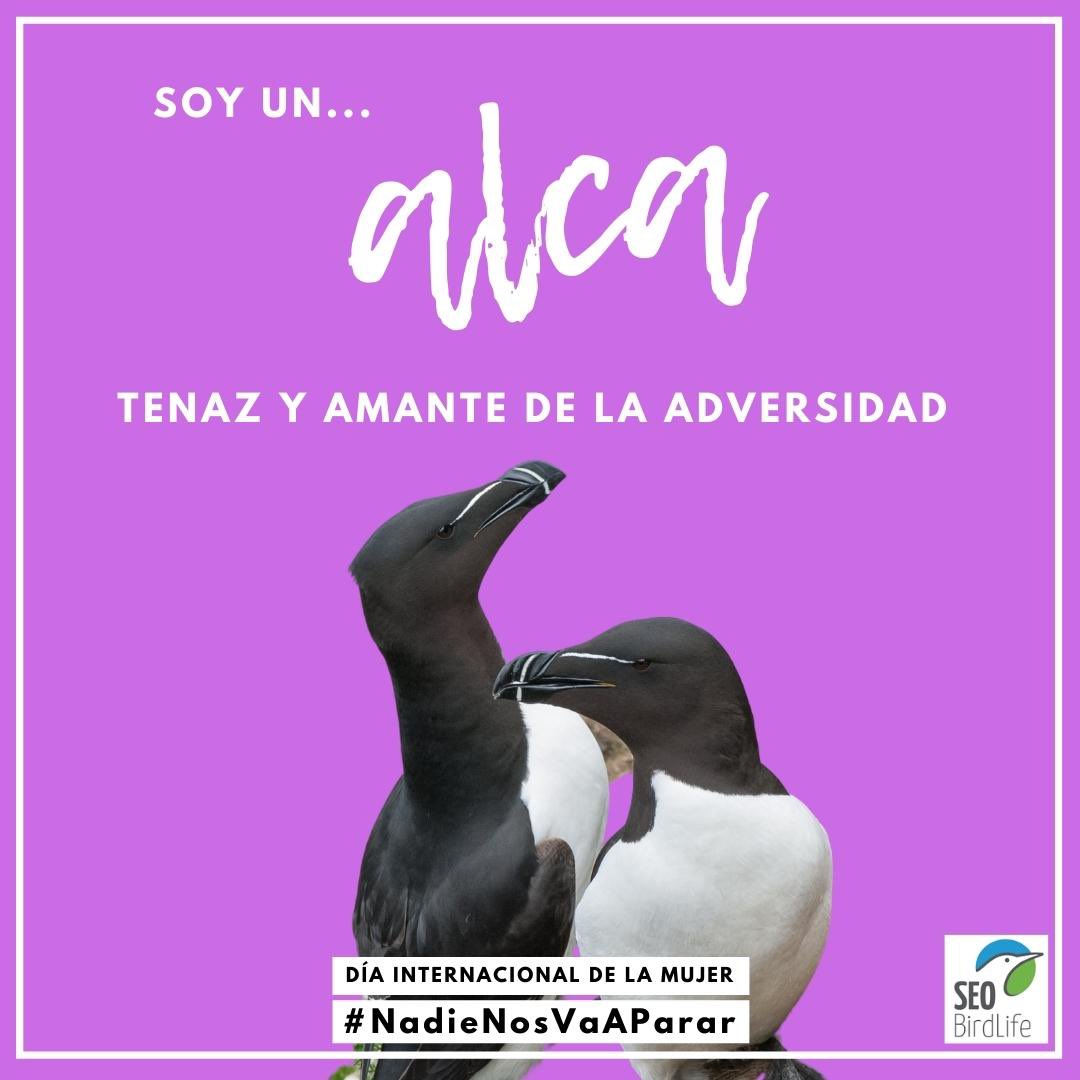 EducacionSEO's tweet photo. Yo hoy me siento más abubilla de lo normal…ayer era más perdiz… mañana…#8Marzo2022 #NadieNosVaAParar #DiaInternacionalDeLaMujer @mcperdices @yorociologopeda @AsunSEO https://t.co/Ncczi9apbI