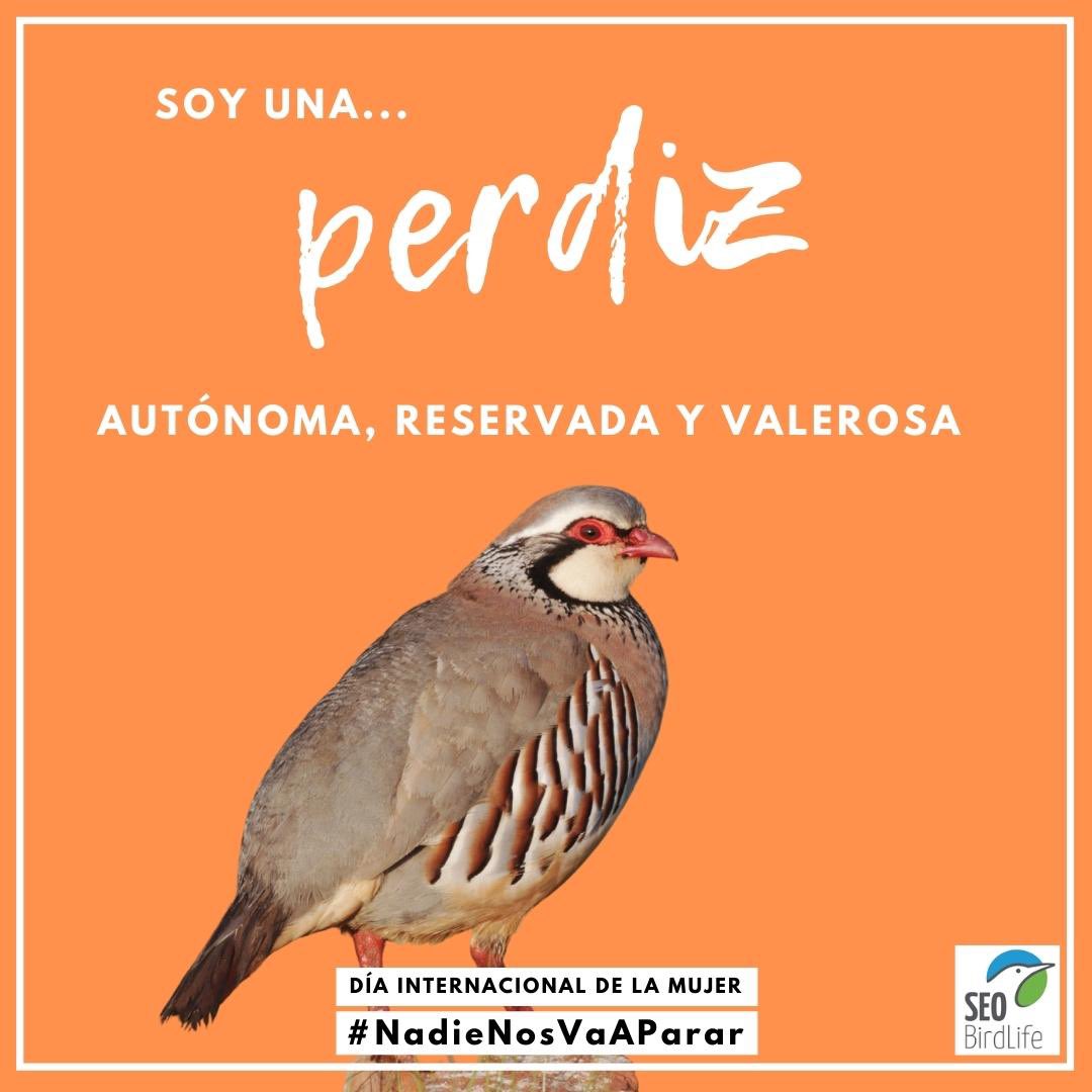 EducacionSEO's tweet photo. Yo hoy me siento más abubilla de lo normal…ayer era más perdiz… mañana…#8Marzo2022 #NadieNosVaAParar #DiaInternacionalDeLaMujer @mcperdices @yorociologopeda @AsunSEO https://t.co/Ncczi9apbI