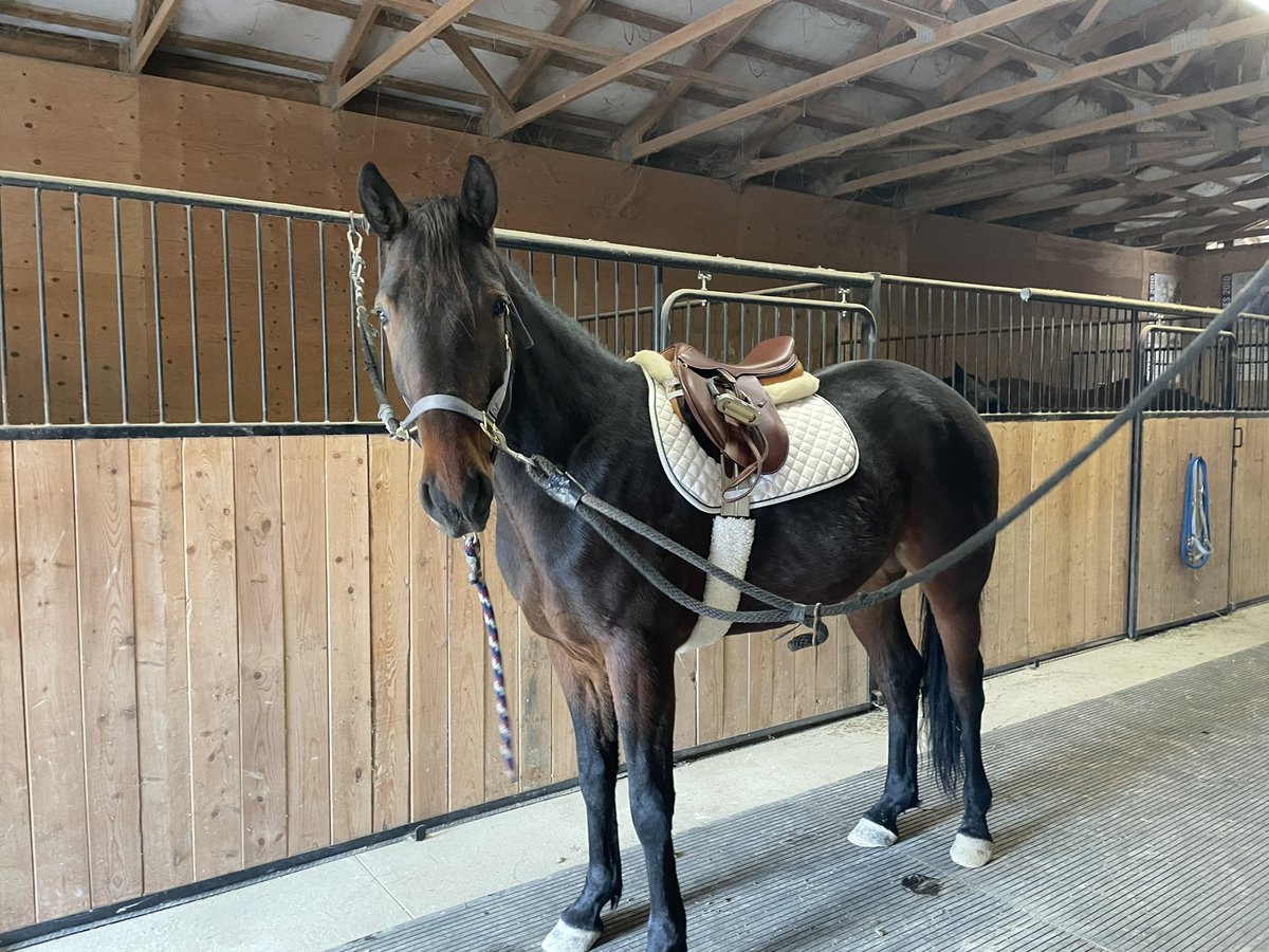 StandardbredGal's tweet photo. Learninβ to fly. @Ralphie9 @swiftrunterrier #OTSB #TheresTheBoy https://t.co/9lxNHhnvMG