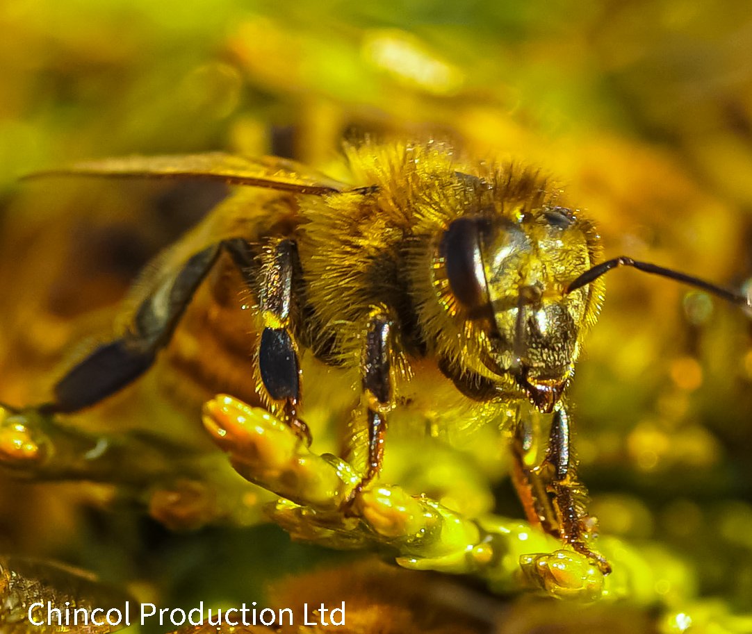 Leoncio05275590's tweet photo. It's a tough life and short one  for a worker bee .
Workers raise young,build the comb,take care of the queen ,carry out guard duty at the hive entrance,remove any dead bees ,provide heat when required and cool air when its hot- they also go out and forage for nectar and pollen https://t.co/pRrrjgrPCN